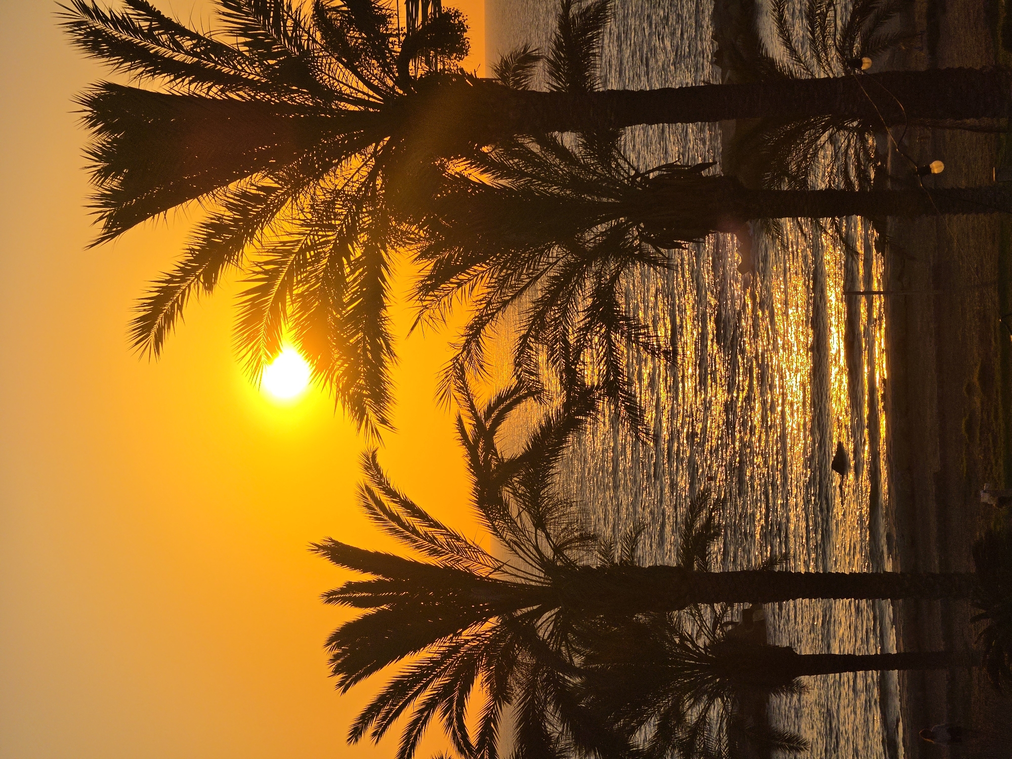 A vertical, full shot captures a sunset over the Mediterranean Sea, with palm trees silhouetted in the foreground. The sun, a bright orb, is positioned in the upper center of the frame, casting a warm orange glow across the sky and water. The sea reflects the sunlight in a shimmering path. Several palm trees, their fronds dark against the bright sky, are prominent in the foreground, framing the view of the sea and horizon. The location is identified as Hlorakas Community, Cyprus. The scene is tranquil and appears to be a coastal area.