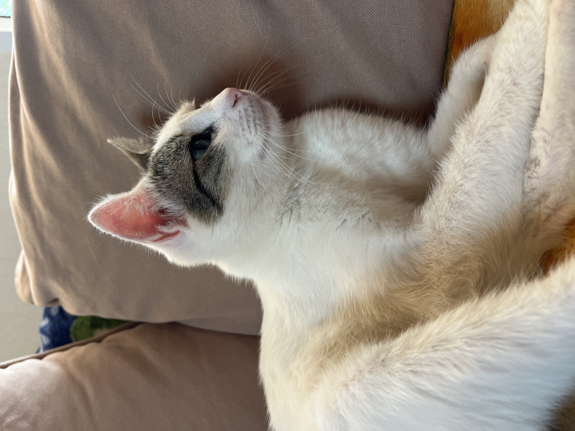 A close-up shot focuses on a white cat with gray markings on its head, lying on a light brown sofa. The cat is facing to the right, with its blue eyes looking into the distance. Its ears are pointed upwards and its pink nose is visible. The cat's white fur is soft and fluffy, with some areas appearing slightly creamy or tan. The background consists of the sofa cushions and a colorful blanket or rug beneath the cat. The image is well-lit, with natural light casting soft shadows. The setting is domestic, likely a living room in a house or apartment. The location is specified as Šušanj, Montenegro, though there are no specific visual cues within the image to confirm this.