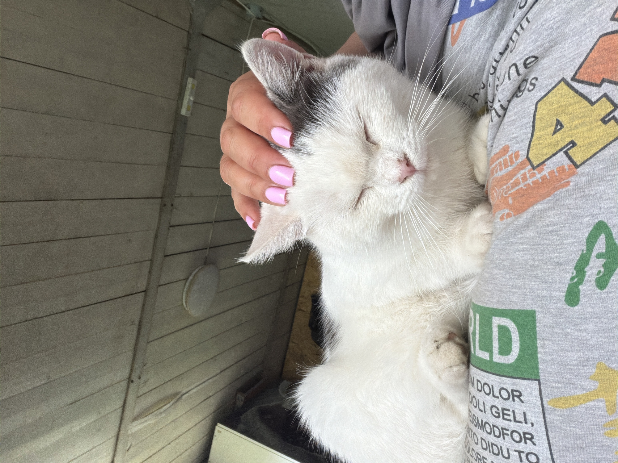 A person is holding a white cat with gray markings, possibly in an enclosed space, likely a shed or similar outbuilding based on the wall construction. The person is wearing a gray t-shirt with colorful graphic elements and a design incorporating textual information. The cat is relaxed with closed eyes, nestled close to the person. The person's hand, with pink polished nails, is resting on the cat's head. The image does not provide sufficient detail to confirm the location.