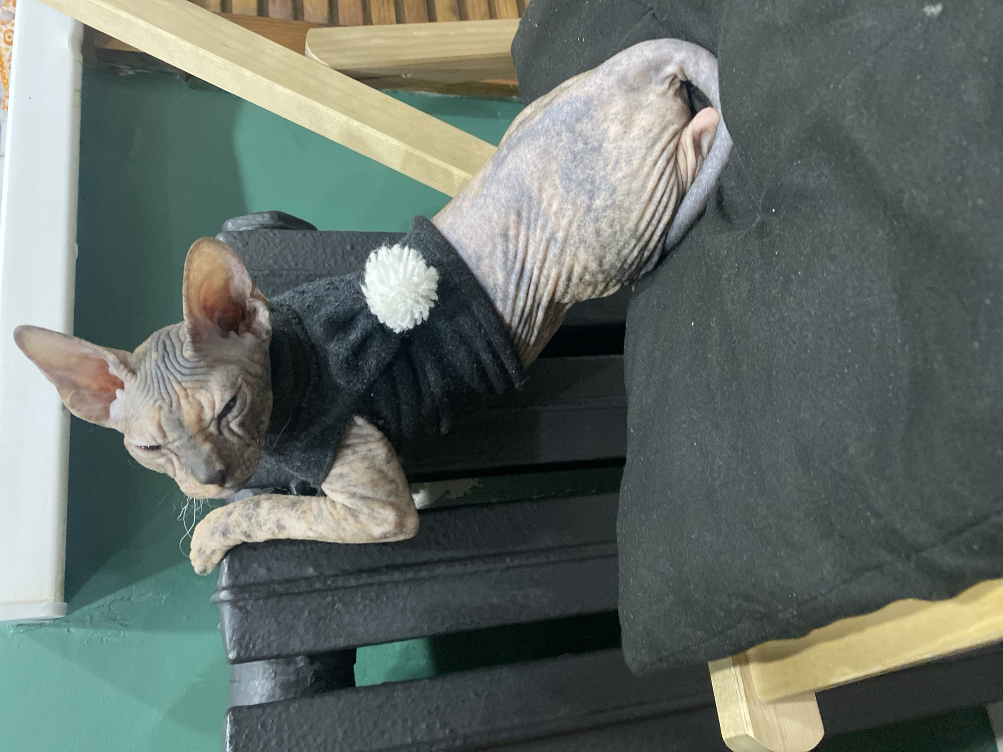 A Sphynx cat, wearing a black sweater with a white pom-pom, is reclining on a black metal grate resting on a wooden frame. The cat's head is resting on its paws, which are on the grate. The rest of its body extends over the edge of the grate, under a black material draped over the side of the wooden frame. In the background, a green wall and wooden beams can be seen. The location is Kazan, Russia.