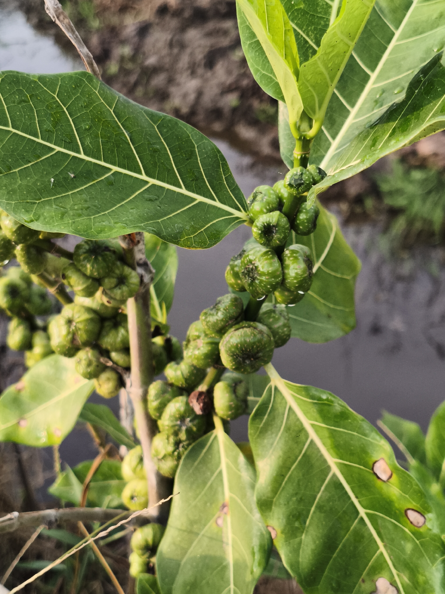 The image shows a close-up view of unripe green figs on a branch, interspersed with large, veined green leaves. Some of the leaves have brown spots. The background is out of focus, showing what appears to be muddy ground and water, possibly a rice paddy or a canal. There are water droplets on the figs and leaves. The scene suggests an outdoor environment, likely a garden or agricultural area. The image was taken in Magelang, Indonesia.