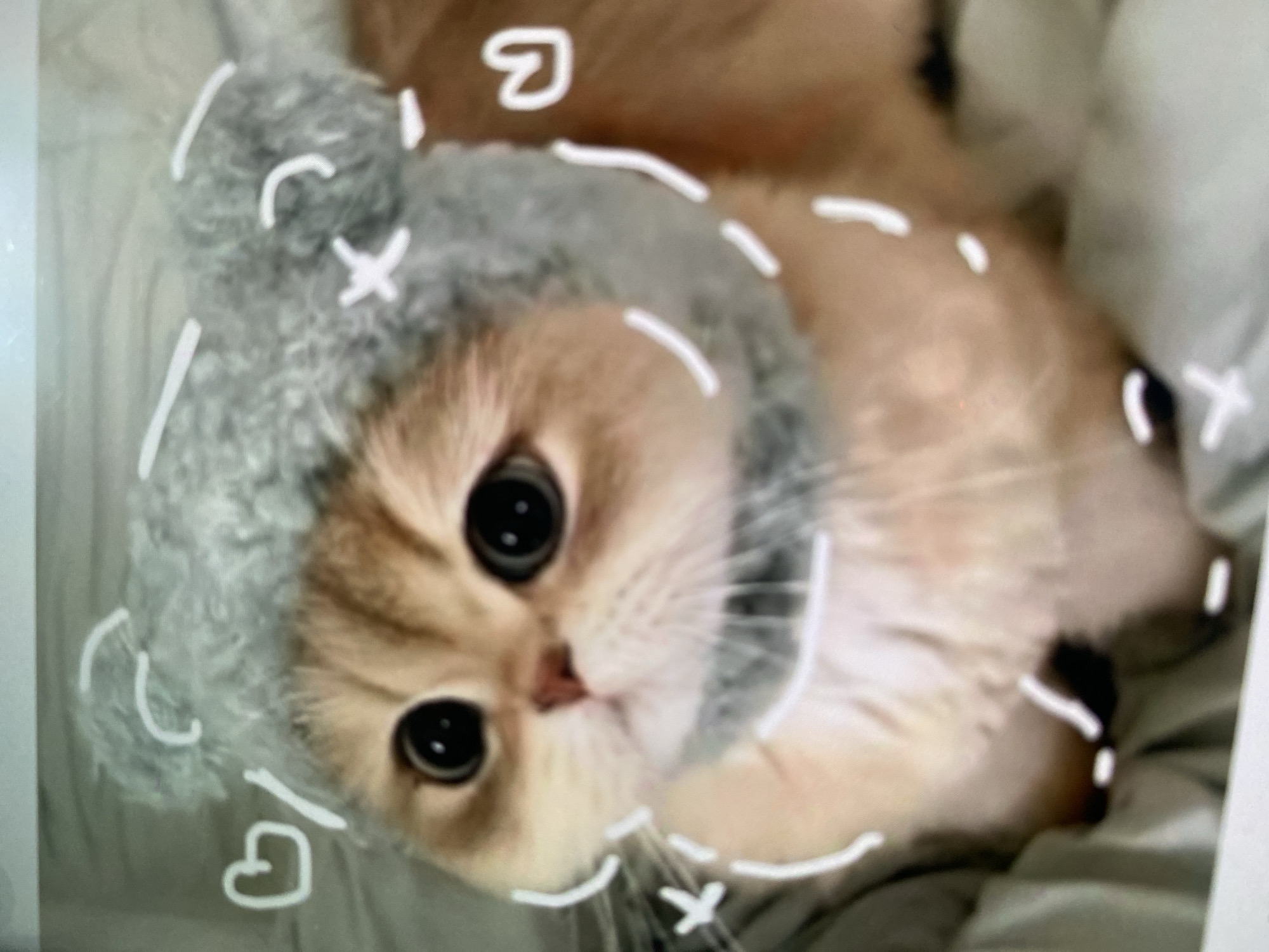 The image shows a close-up of a fluffy, light-colored kitten wearing a grey knitted hat with ear-like protrusions. The kitten has large, dark eyes and its fur is golden brown and cream colored. The hat appears to be slightly oversized for the kitten. White digital markings, resembling hearts and simple lines, have been superimposed onto the image around the kitten's face and head. The background is blurred and appears to be a soft surface, possibly bedding. There is no discernible location in Ta', Indonesia, or any other specific city present in the image.