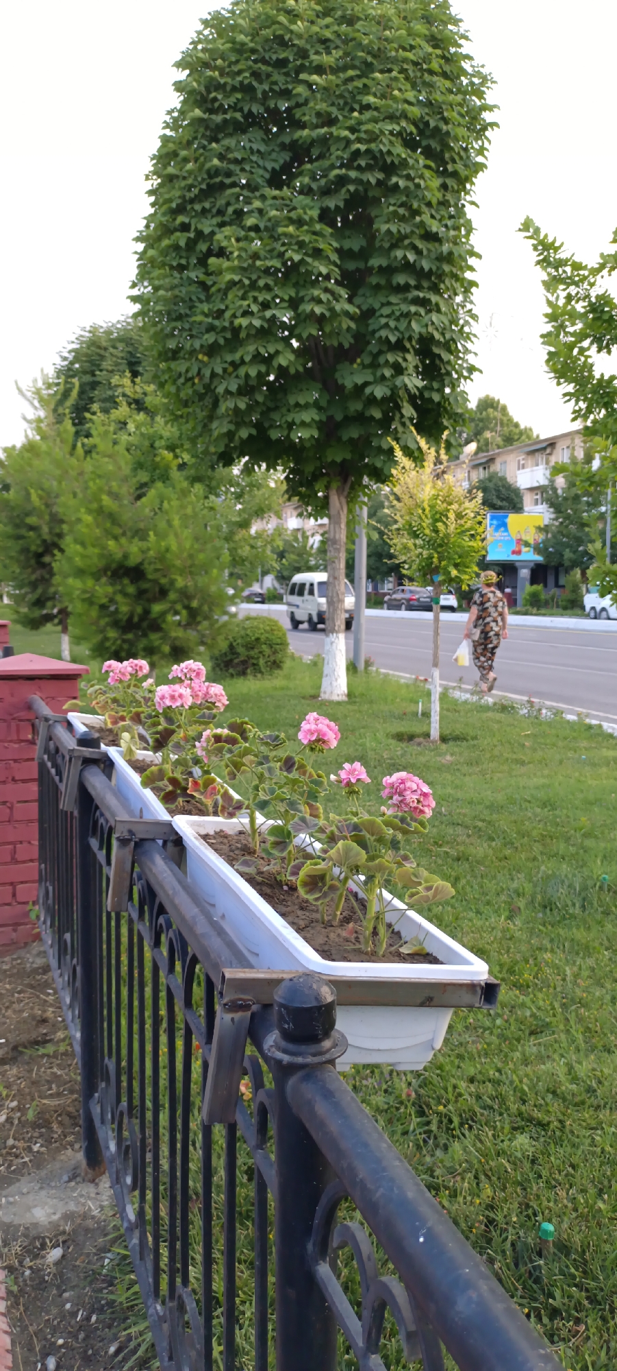 This is a full-frame, eye-level shot of a street scene in Fergana City, Uzbekistan. In the foreground, a black wrought-iron fence runs horizontally across the frame, supporting white planters filled with pink geraniums. To the left, a portion of a red brick wall is visible. Beyond the fence and planters, a well-maintained grassy area is visible, with several trees and shrubs. A paved road runs along the right side of the grassy area, with vehicles and buildings visible in the background. A woman in a patterned dress walks along the sidewalk, carrying a plastic bag. The sky is overcast and bright.