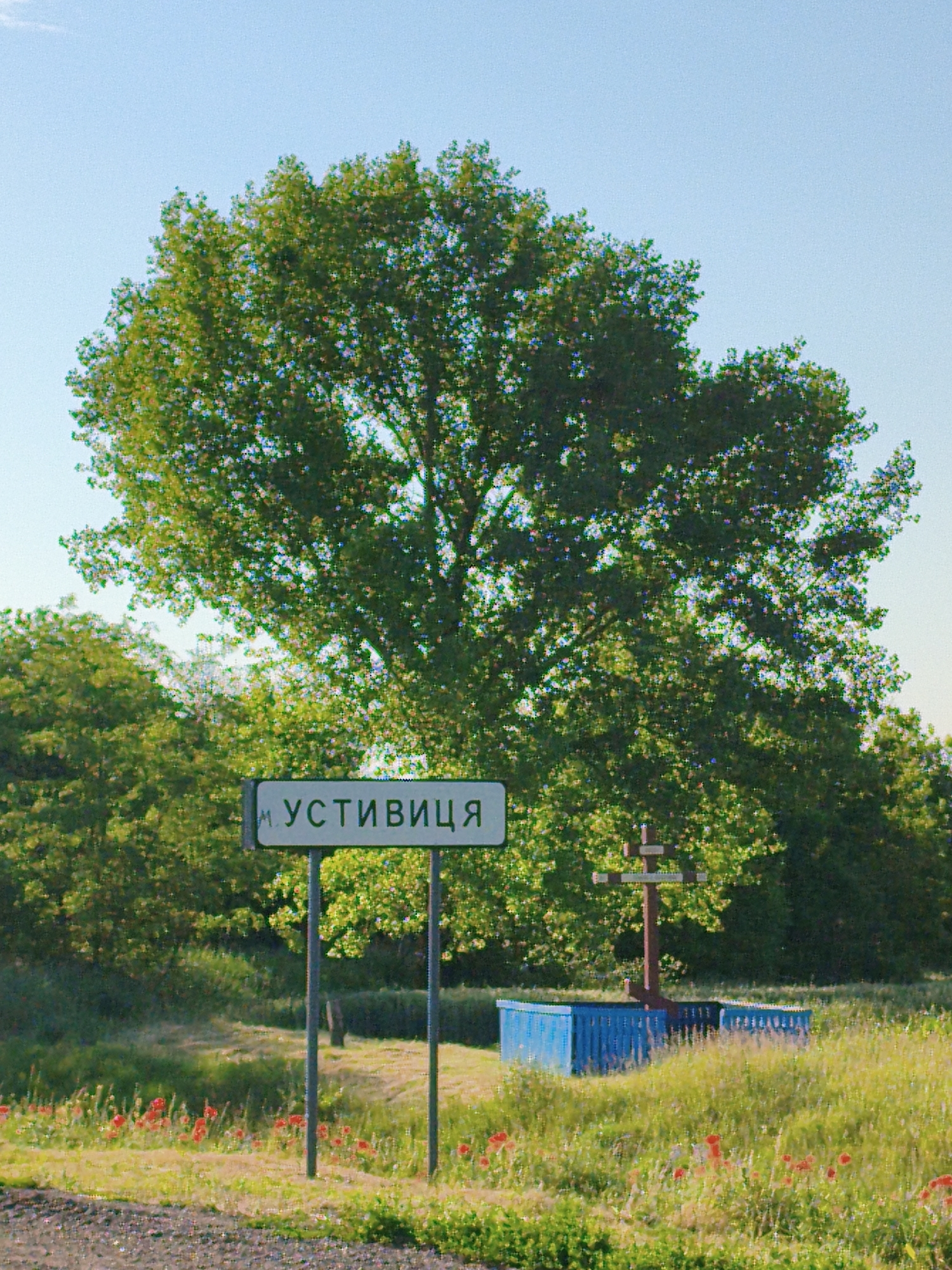 A street sign reads "M. УСТИВИЦЯ" (M. Ustyvytsia) in Ukrainian, indicating the location of Ustyvytsia, Ukraine. The sign is mounted on two metal poles. Behind the sign, a large tree with lush green foliage dominates the background. To the right of the sign, a wooden cross is visible, placed on top of a blue structure that appears to be a well or a fountain. The foreground is a field of green grass dotted with red poppies. The sky is clear and blue. The scene is bathed in sunlight, suggesting it is daytime. There are no people visible in the image.