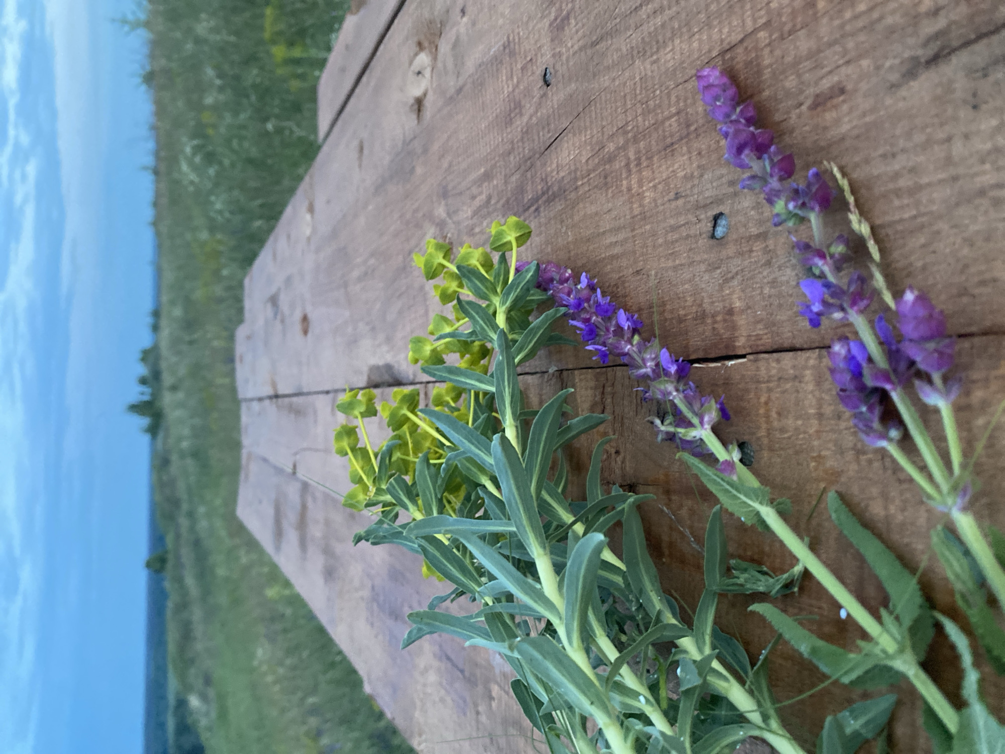 The image displays a rustic outdoor scene, likely in the city of Ustyvytsia, Ukraine. In the foreground, a rough-hewn wooden surface, possibly a table or bench, extends from the bottom of the frame towards the horizon. The wood shows visible grain, cracks, and fastener holes. Laid upon this wooden surface are two distinct types of plant material. On the left, a collection of green stems with elongated leaves and clusters of bright yellow-green, cup-shaped bracts are present. To the right and lower-center, multiple stalks of purple flowers, arranged in dense spires, are visible. The plants appear freshly cut or gathered.
Beyond the wooden surface, a wide expanse of green meadow or field stretches into the midground, characterized by varied textures of vegetation. A distant tree line forms a dark green band across the horizon. The sky, occupying the upper third of the frame, is a clear, light blue with scattered, diffuse clouds, indicative of either early morning or late evening light. No individuals or human-made structures are prominently visible beyond the wooden surface. The scene is static, devoid of active subjects.