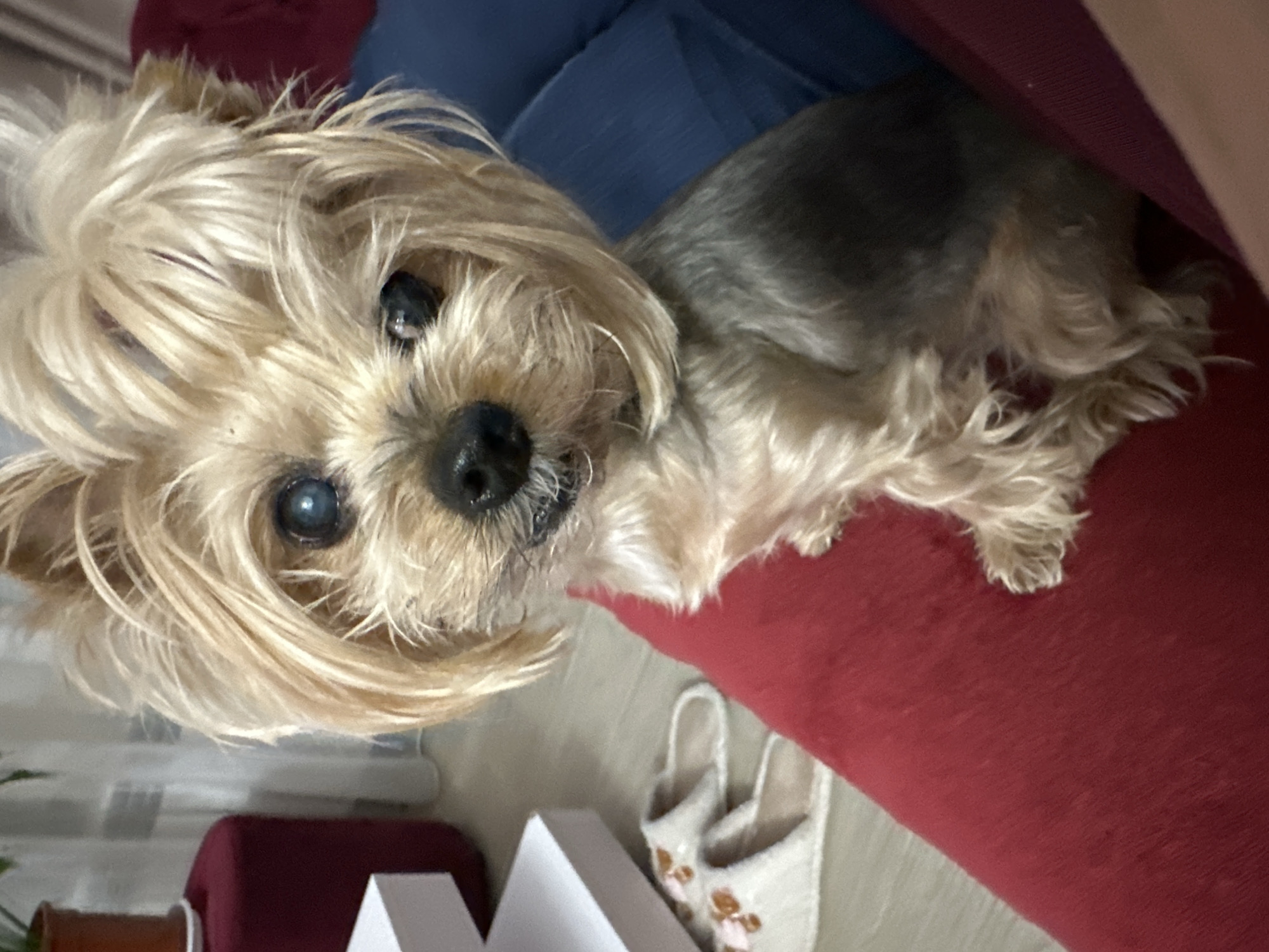 A Yorkshire Terrier dog with blonde and grey fur is lying down, looking at the camera. It appears to be resting on a red cushion or blanket, and part of a blue garment is visible in the background. In the lower portion of the image, there are a white box and a pair of slippers with floral designs. The scene is indoors. The location in Sofia, Bulgaria is not determinable from the image.