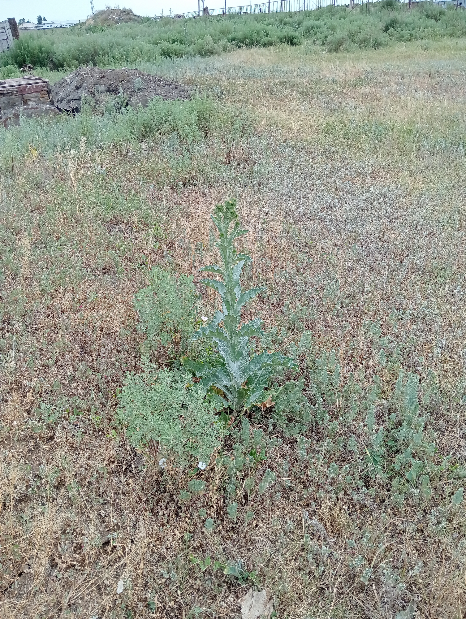 An outdoor, eye-level, medium shot shows a field with dry grass and some green weeds. In the center of the frame is a tall, spiky green plant with purple flowers. In the background, there are some trees and a fence. A pile of dirt is on the left side of the frame.