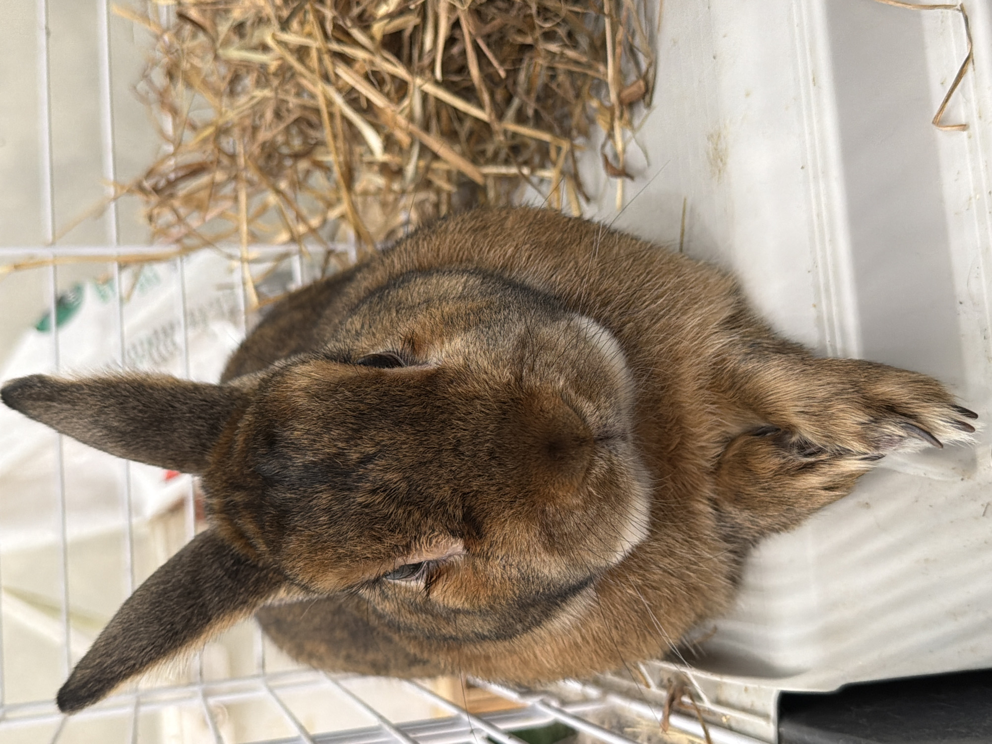 A close-up, eye-level shot captures a brown rabbit in an enclosure. The rabbit is facing forward, its paws resting neatly in front of it. Its fur has a mix of brown and black stripes, with lighter fur around its muzzle and a patch of white on its chest. Behind the rabbit, a pile of dry hay is visible. The enclosure appears to be made of white wire mesh, with a white plastic base. The lighting is bright, suggesting an indoor environment. The image provides no information about its location within the city of Solikamsk, Russia.