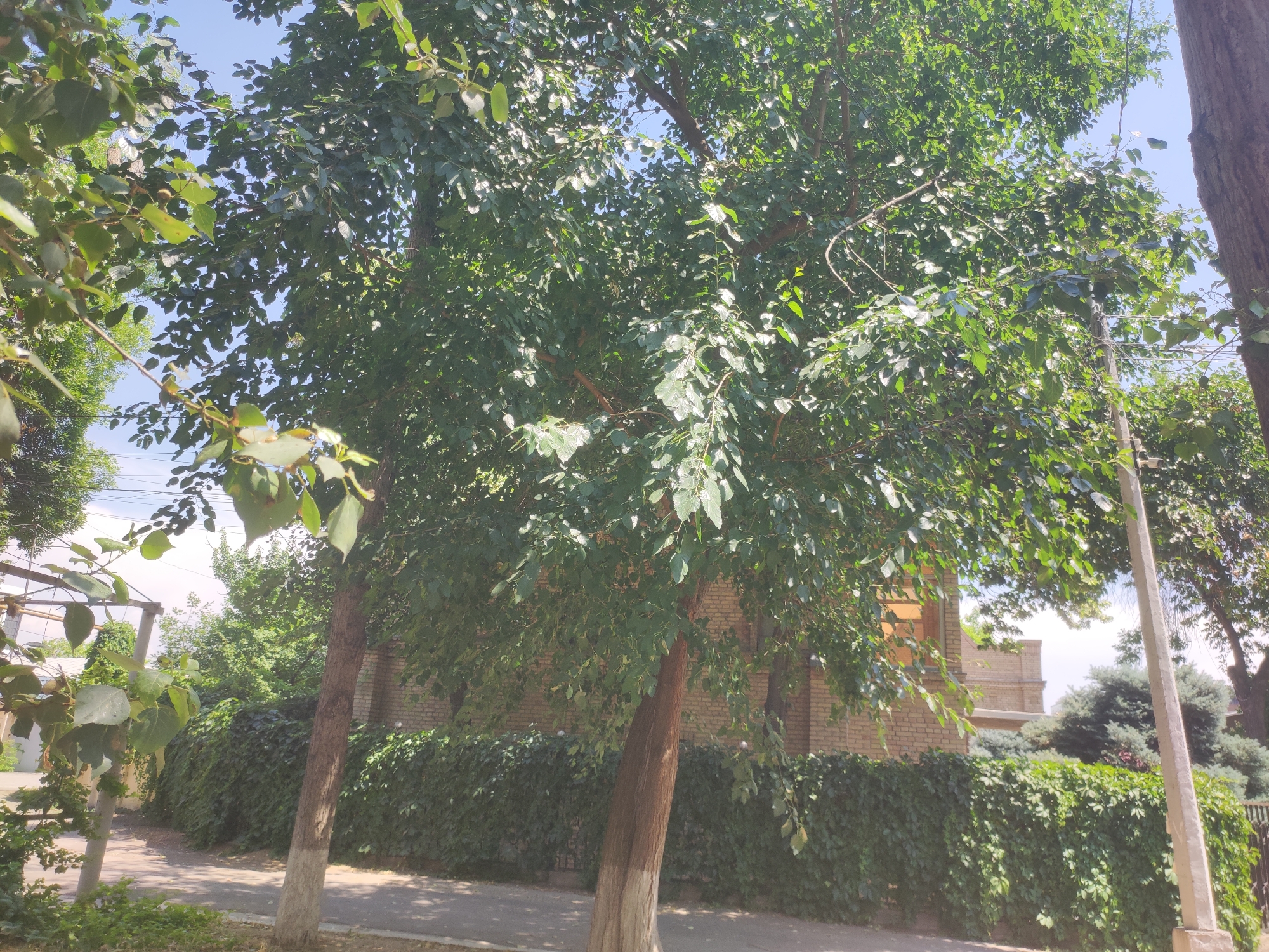 A street view in Tashkent, Uzbekistan, captures a sunny day with a clear blue sky peeking through the dense foliage of leafy green trees. The foreground is dominated by the trunks of two young trees, their lower portions whitewashed, standing on a paved walkway. A mature tree with a thick, dark brown trunk and a canopy of vibrant green leaves extends from the right side of the frame, partially obscuring the view. Beyond the trees, a low brick building with a tiled roof is visible, partially covered by a thick, lush green ivy hedge that runs along the perimeter. A paved road runs parallel to the hedge, leading the eye into the distance. The scene is tranquil, with no people or vehicles present, suggesting a quiet residential area. The overall impression is one of a well-maintained urban environment integrated with abundant greenery.