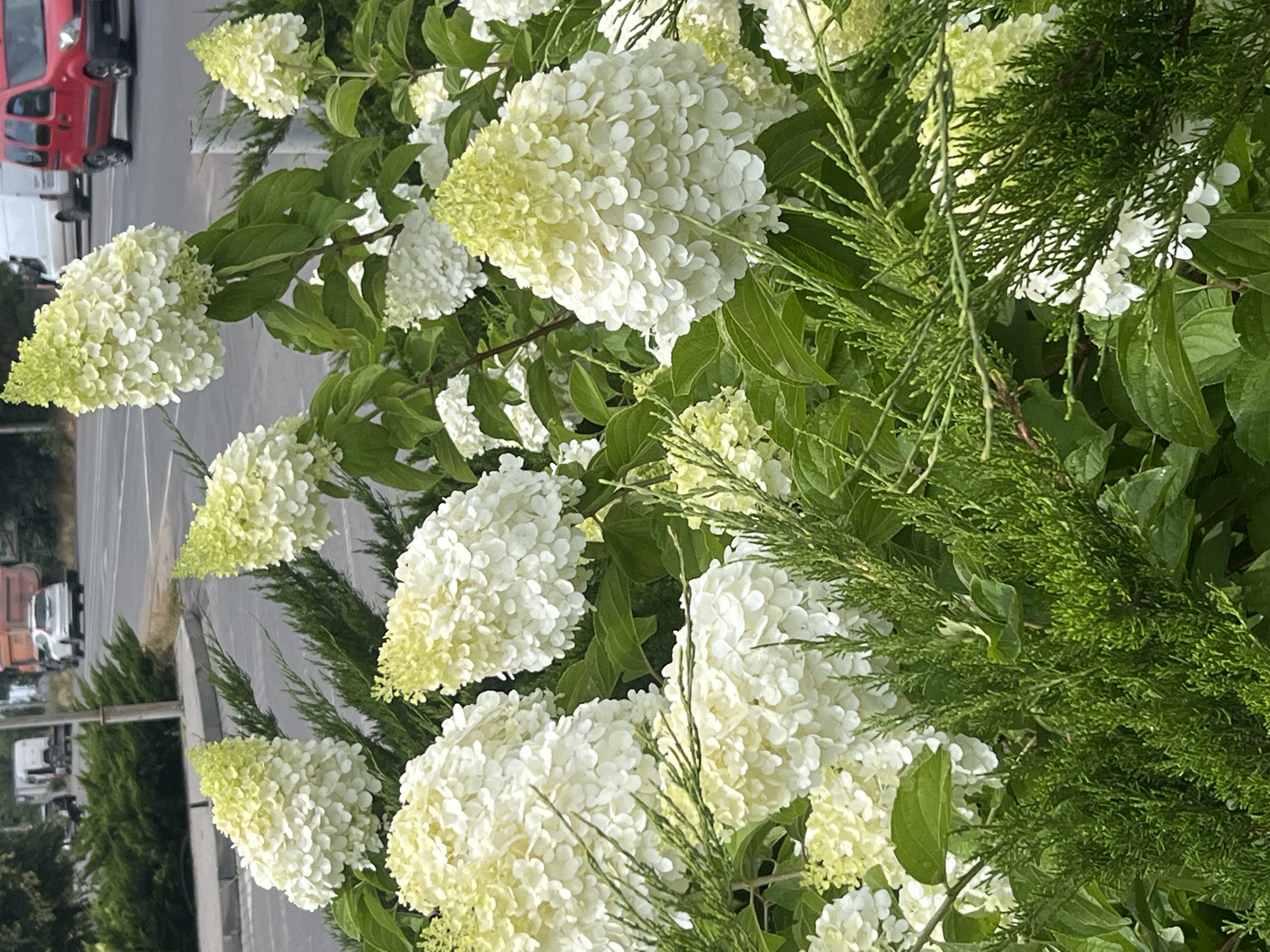 This image depicts a cluster of white hydrangeas with a backdrop of greenery and a blurred urban street scene. The hydrangeas are in full bloom, with cone-shaped flower heads transitioning from a light green at the tips to white at the base. Lush green leaves surround the flowers. In the background, a grey paved road is visible, with a few vehicles including a red van and a white SUV. Adjacent to the road is a sidewalk and further back, dense green bushes and trees line the area. The overall scene suggests an outdoor setting in an urban environment, likely a roadside or park area in Fontanka, Ukraine, given the context. There are no people clearly visible in the image.