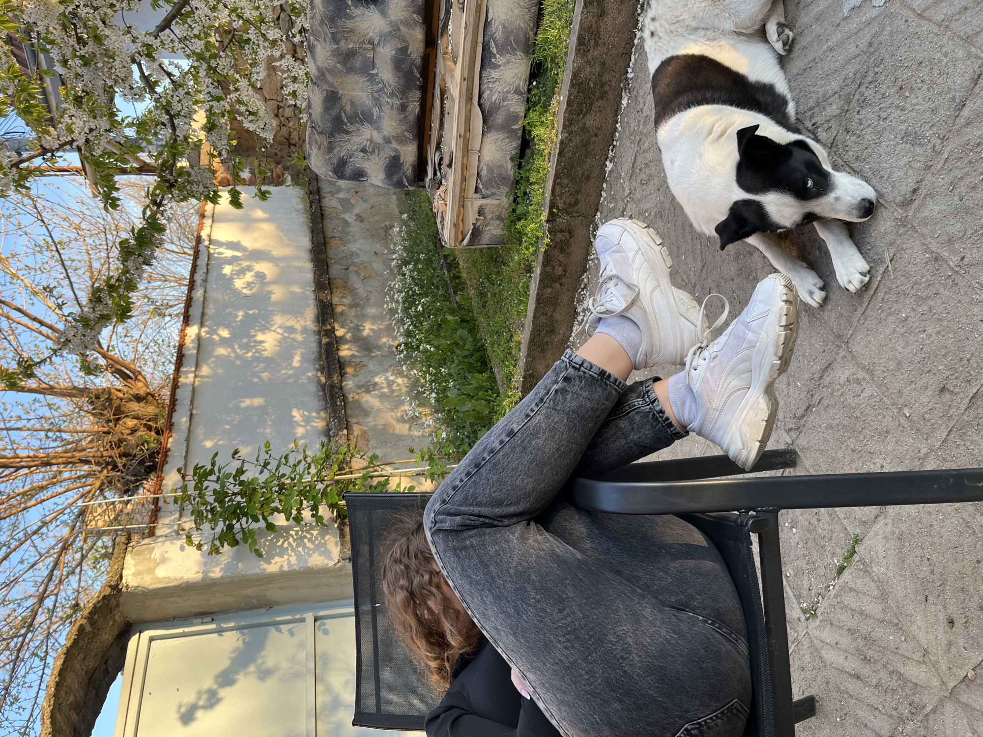 This image captures a serene outdoor scene, likely in a yard or patio, conveying a sense of casual relaxation. The primary subjects are a person and a dog. A person is seated on a black metal chair, seen from behind and from the waist down, with their legs crossed. They are wearing dark gray, faded jeans, white socks, and chunky white athletic shoes. Their curly brown hair is also visible. To the right of the person's feet, a black and white dog with mostly white fur and distinct black patches on its back and ears is lying on a concrete surface, gazing towards the person.
The setting appears rustic and natural. The ground is a mix of concrete and patches of green grass with small white flowers. In the background, an old, weathered wall rises, and above it, numerous flowering trees or bushes with abundant white blossoms create a vibrant top border, indicative of spring. A large, gnarled tree with bare branches stands against a clear blue sky in the distance on the left. An old, patterned sofa or mattress is visible discarded near a grassy area in the upper right. The lighting suggests a low sun angle, with long shadows cast on the ground and walls, indicating either early morning or late afternoon. The scene evokes a tranquil moment outdoors, possibly in Karavelovo, Bulgaria. There is no visible text in the image.