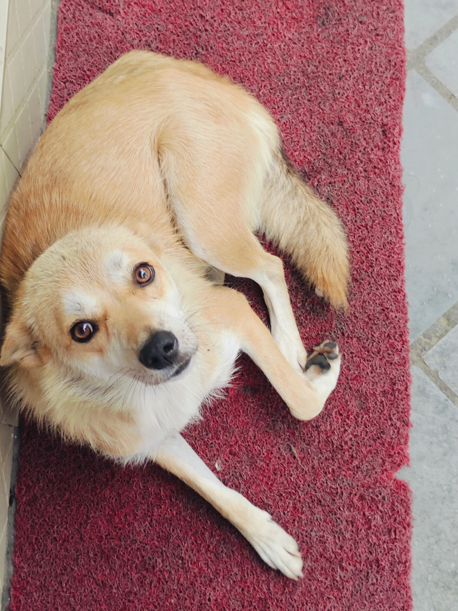 A medium-sized, light brown dog is lying curled up on a red textured doormat. The dog's head is tilted upwards, looking directly at the camera with large, brown eyes and a black nose. Its ears are partially visible, and its fur appears slightly wet. One of its front paws is resting on top of the other. The doormat is placed on a grey tiled surface, possibly an outdoor pathway or entryway. The background shows a section of a white tiled wall on the left. The scene is likely located in a domestic setting, possibly a courtyard or porch area in Pokhara, Nepal.