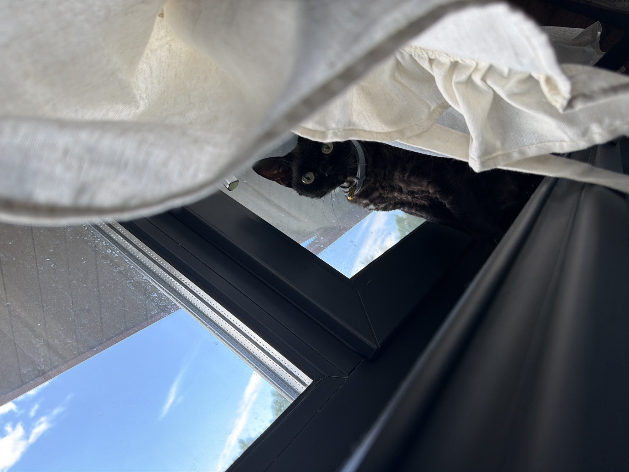 A black, curly-haired cat with green eyes is peering out from behind a white curtain near a window. The cat is wearing a light gray collar. The window offers a view of a blue sky with scattered white clouds. The scene appears to be indoors, with a dark window frame and a textured ceiling visible. The image does not provide any specific information or context related to the city of Lezhnevo, Russia.