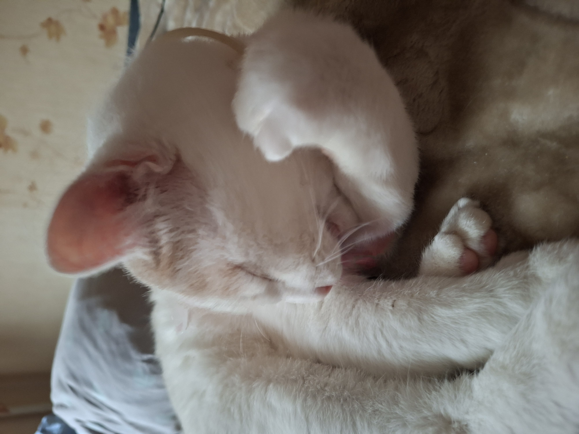 A white and ginger cat is lying down on a brown and beige patterned surface, likely a blanket or bed. The cat is curled up, with its head tucked into its body and its paws covering its face. It appears to be grooming itself, with its tongue visible. The background consists of a blurred blue pillow and a wall with a floral pattern. There is no indication of the location being in Mykolaiv, Ukraine.