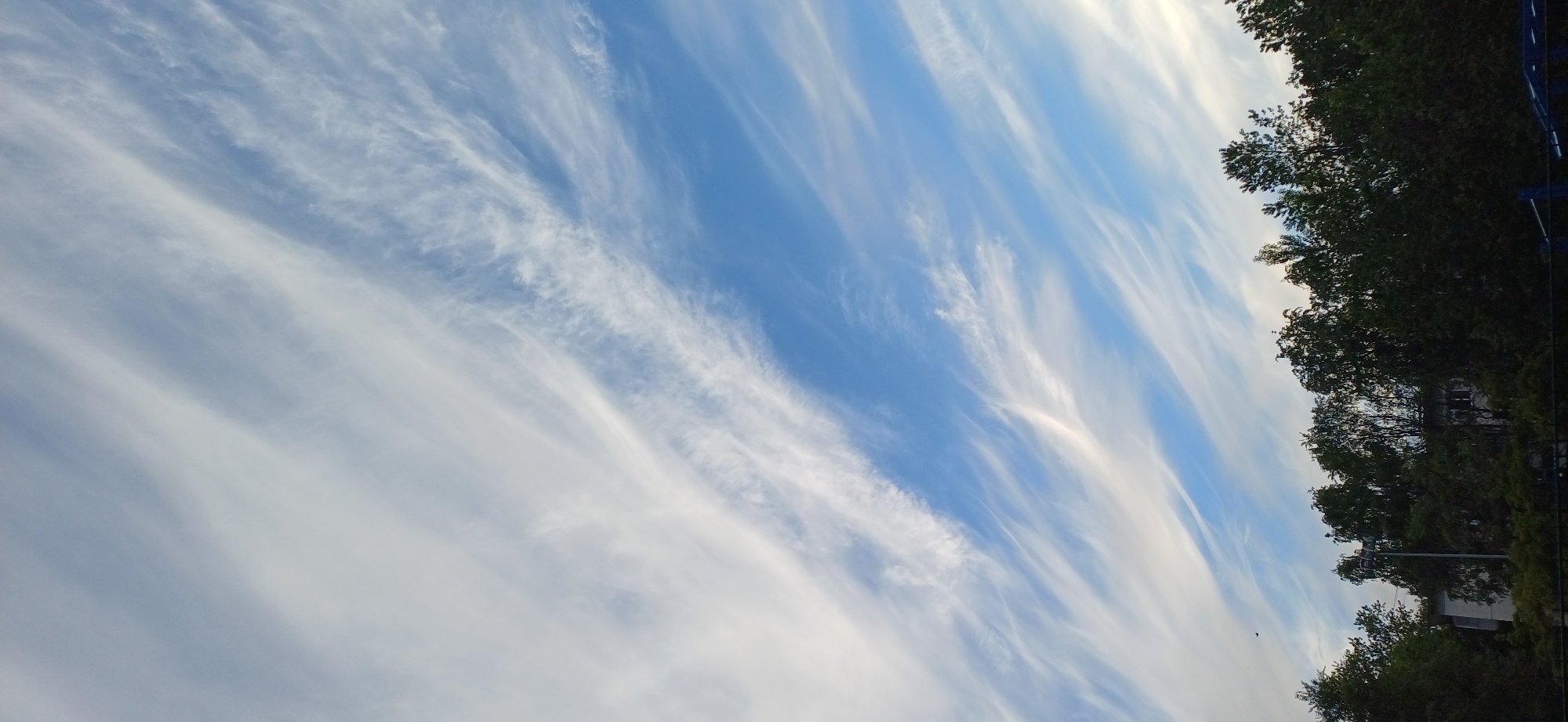 The image displays a vibrant blue sky adorned with long, streaky white clouds, characteristic of cirrus or cirrocumulus formations. These delicate, wispy clouds extend diagonally across the frame, creating parallel patterns and fanning textures against the azure backdrop. The upper portion of the sky features more open blue, while the lower-right section is framed by the dark green canopy of tall trees.
The trees, with their dense foliage, suggest an urban or suburban environment, hinting at the cityscape of Saint Petersburg, Russia, in the background. Partial views of buildings or structures are visible through and above the tree line. A minuscule dark speck, possibly a bird or insect, is discernible in the sky near the trees.
The lighting indicates a clear, bright daytime, with sunlight illuminating the clouds from above. No specific human activity or event is captured, only the natural movement of clouds across the sky. The scene evokes a sense of tranquility and expansive natural beauty. There is no visible text in the image.