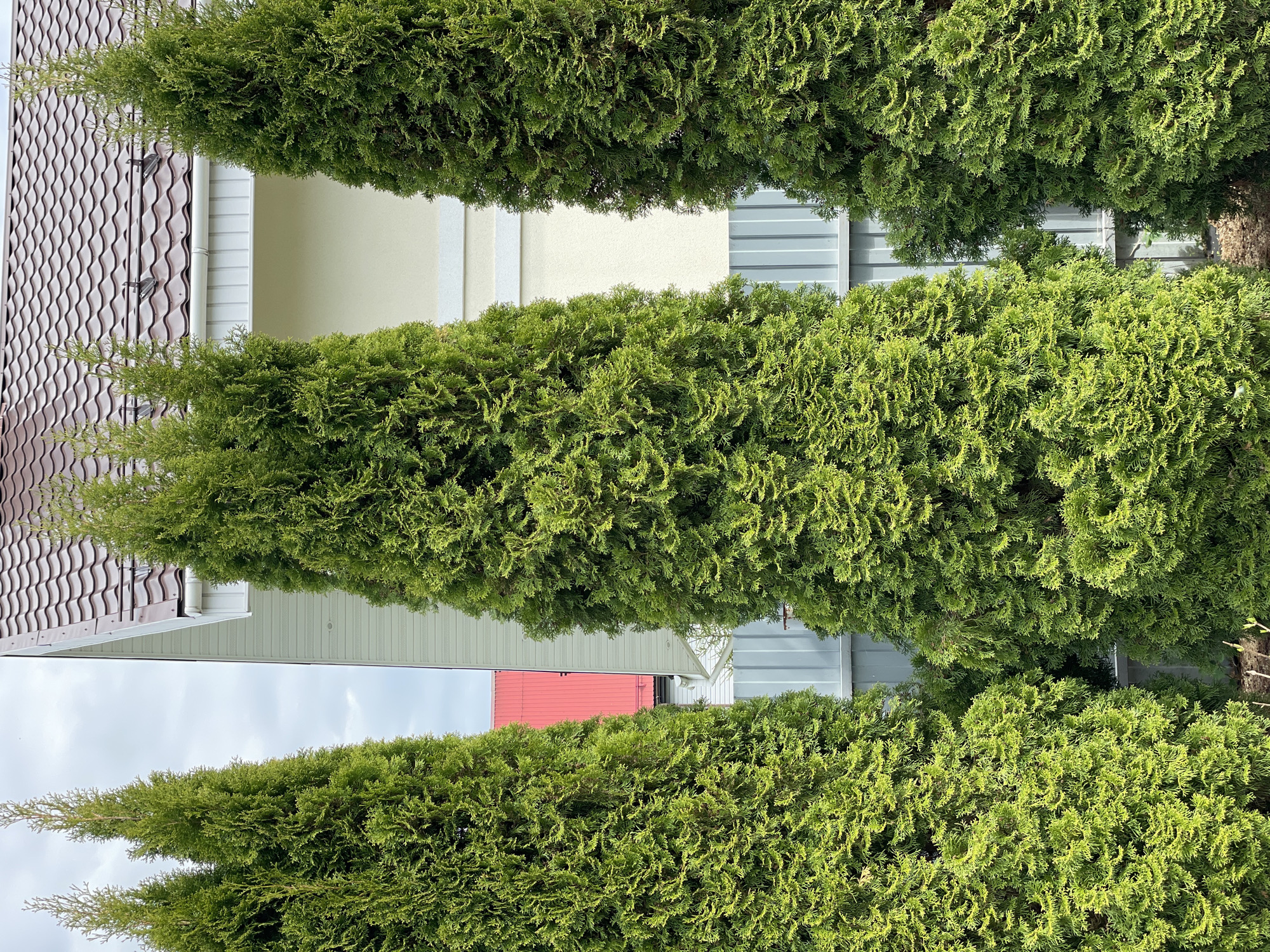 The image shows a row of tall, slender green trees lined up in front of a building. The building has a brown roof and light-colored siding. Parts of the building are also clad in gray metal. In the background, another building with a red roof is visible. The location appears to be residential.