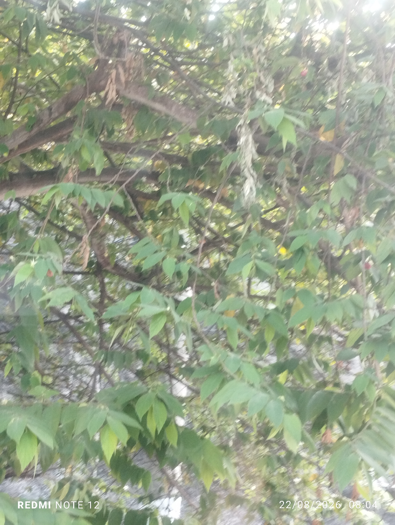 The image is a close-up shot of tree branches and leaves, with sunlight filtering through the foliage. The leaves are green and varied in shape, suggesting a deciduous tree. The branches are brown and appear to be mature. There are some dried leaves and twigs visible amongst the green foliage. In the upper right portion of the image, a small red fruit is visible. The background is blurred, but appears to be a textured surface, possibly a wall or the ground. The bottom left corner displays the text "REDMI NOTE 12" and the bottom right corner shows the date "22/08/2026 08:04". The scene is likely outdoors, possibly in a garden or natural area within the city of Jetak, Indonesia, given the text overlay.