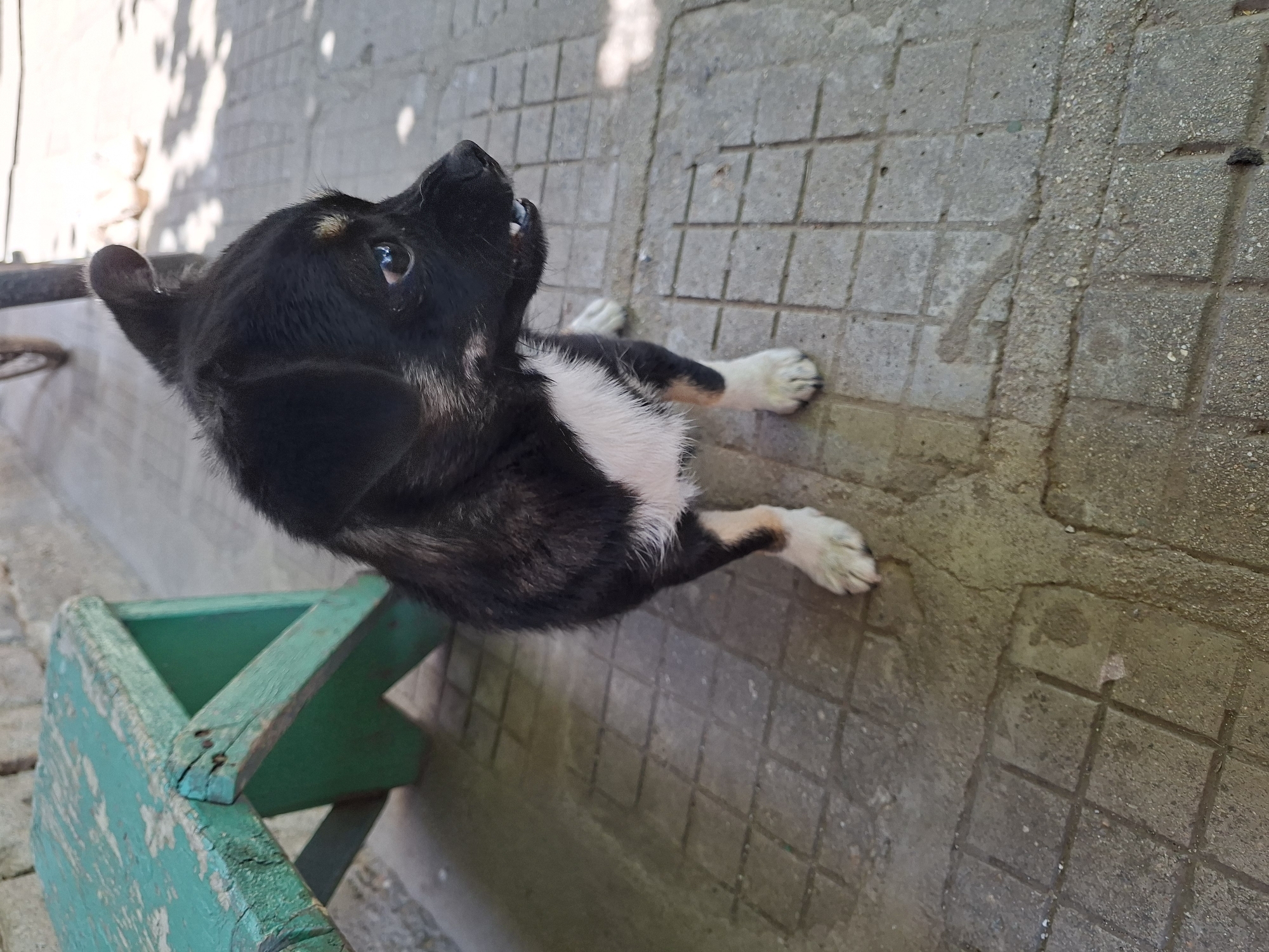 A black and white puppy is standing on a tiled patio outdoors. The puppy is mostly black with a white chest and white front paws. It has floppy ears and appears to be looking to the right of the frame. In the background, there is a weathered green wooden bench and a stone wall. The patio is made of square concrete tiles with visible grout lines. Sunlight is casting shadows on the ground, suggesting it is daytime. There is a hint of a bicycle wheel and some bags in the far background. The scene appears to be in a residential outdoor area.