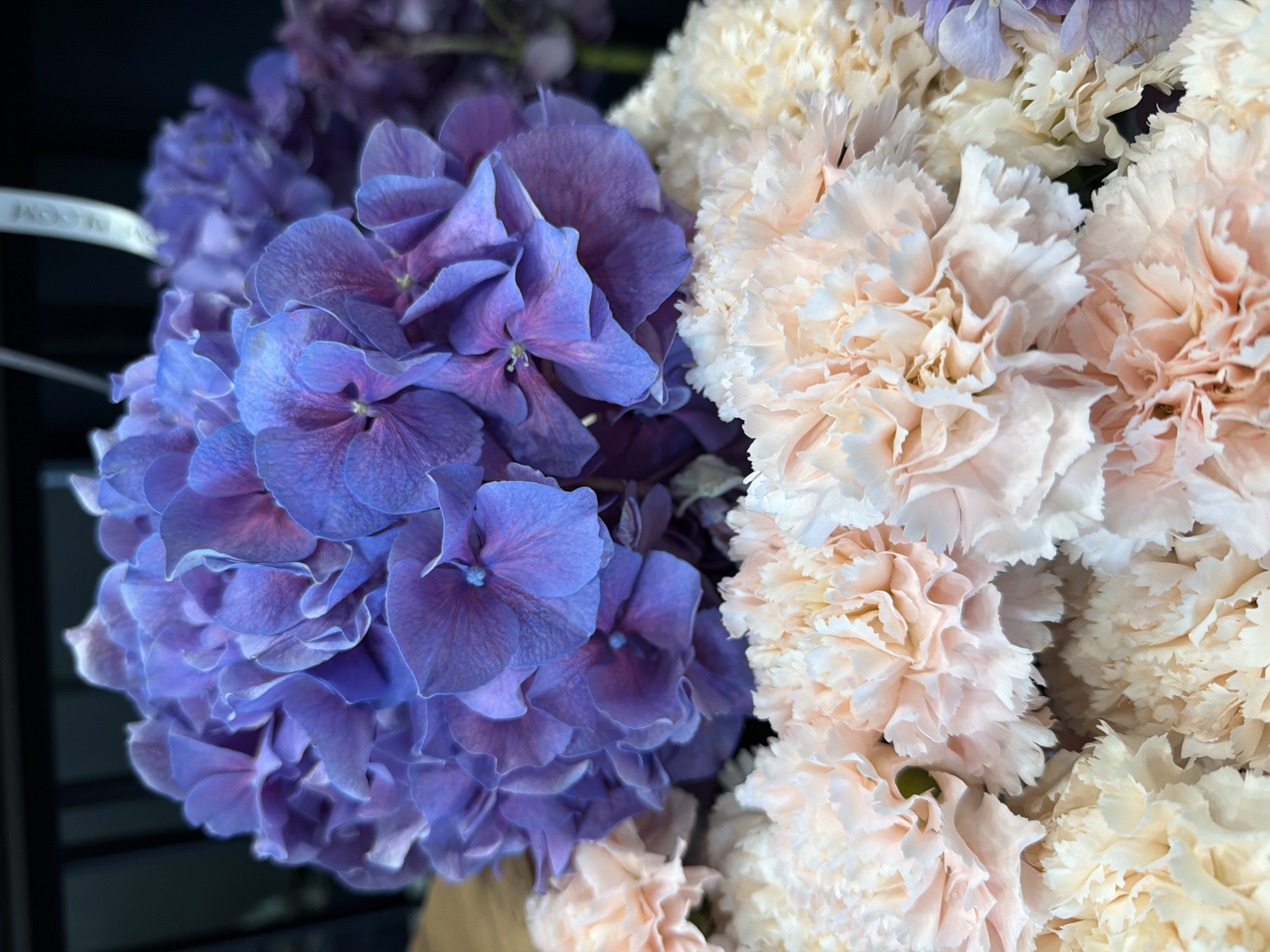 The image shows a close-up, vertical shot of a flower arrangement. The top half of the image is dominated by a cluster of vibrant purple hydrangeas, with some hints of pink and blue in their petals. Below the hydrangeas, the bottom half is filled with soft peach and cream-colored carnations, their ruffled petals creating a textured contrast. The flowers are densely packed, suggesting a full bouquet. In the background, a dark, blurred area is visible, possibly a wall or a dark surface, with a thin white ribbon extending downwards from the top right. No people or animals are present. The lighting is even, highlighting the colors and textures of the flowers. The scene appears to be indoors, possibly in a floral shop or a decorated space. The city and location are unknown.