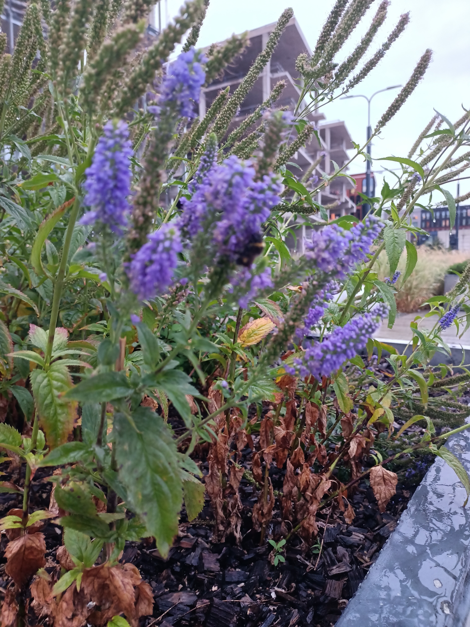 A close-up, slightly low-angle shot focuses on a patch of purple flowering plants and their green foliage, set against a blurred background of a construction site and a cloudy sky. The flowers, clustered in tall, spike-like arrangements, are a vibrant purple, with some individual florets visible. The leaves are a deep green, with some showing signs of browning or wilting at the edges. The ground beneath the plants is covered in dark mulch, with some dry, brown leaves scattered throughout. In the background, the skeletal structure of a modern building is under construction, with scaffolding and exposed beams visible. A street lamp stands to the right of the building. The overall impression is one of nature intertwined with urban development. This scene is likely located in the city of Tallinn, Estonia, given the architectural style of the construction site and the type of vegetation.