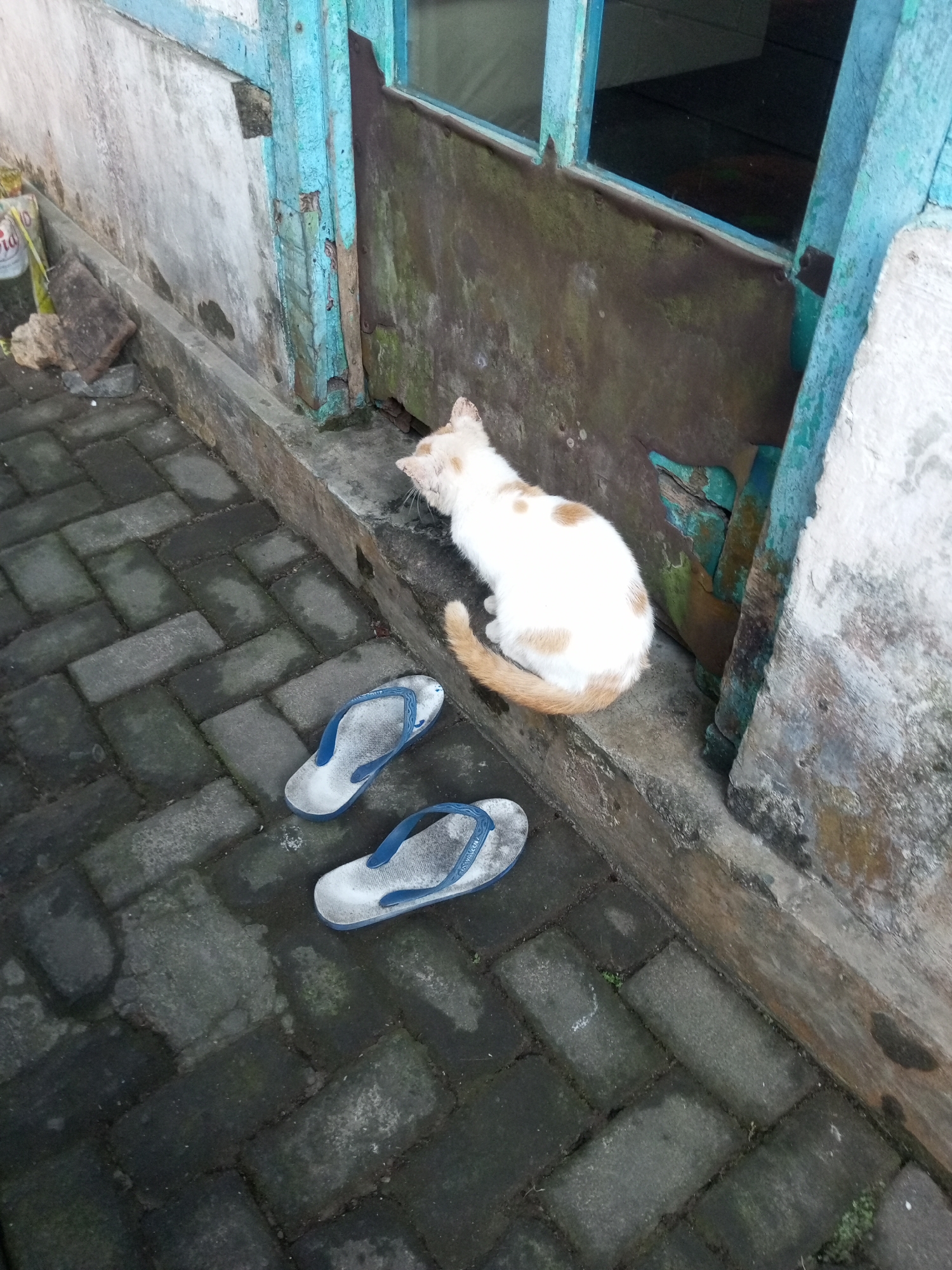 The image depicts an outdoor scene in Andongsili, Indonesia, characterized by weathered urban elements. A ginger and white cat is present, sitting near a weathered, blue-painted wooden door and a concrete ledge. Two blue flip-flops are lying on the ground in front of the cat. The ground is paved with dark gray interlocking bricks. The environment appears slightly damp and shows signs of age and wear, with peeling paint on the door and the wall. The overall impression is one of a humble, everyday setting in a residential area.