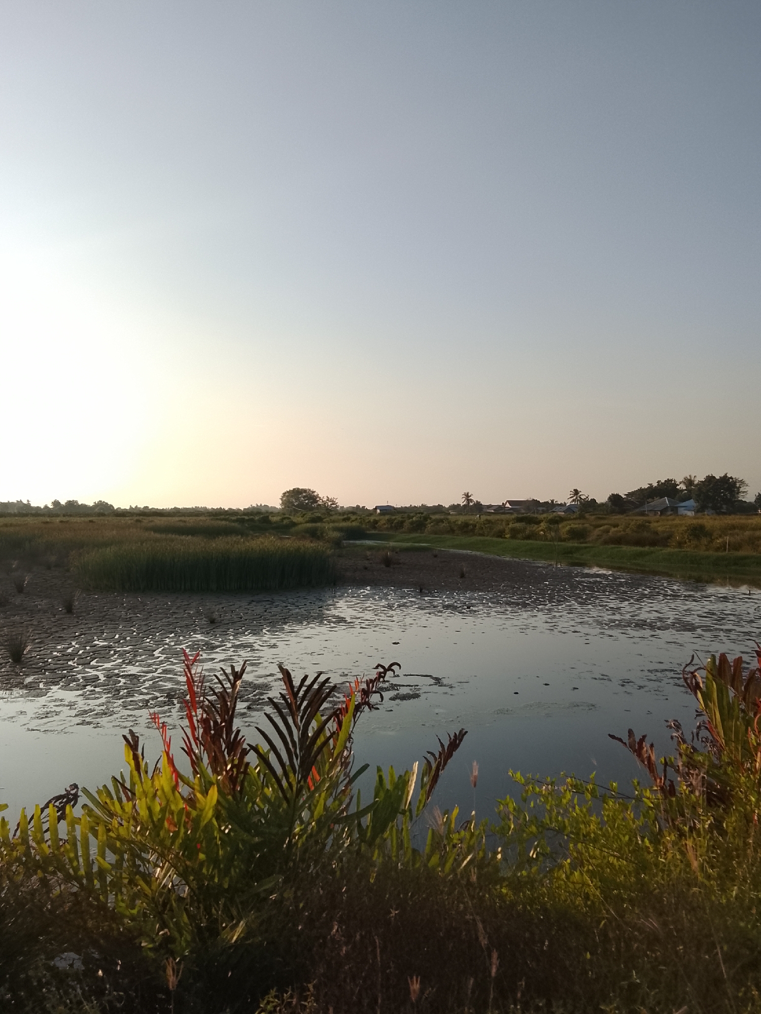 This image depicts a serene natural landscape in Reudeuep, Indonesia, likely during either sunrise or sunset due to the soft, warm light illuminating the sky. The foreground is dominated by lush green and reddish-brown foliage, with some plants appearing to be ornamental or water-loving varieties. Beyond the vegetation, a body of water reflects the sky, with cracked, muddy earth visible along its edges, suggesting it may be a tidal area or a drying pond. In the mid-ground, tall reeds or grasses grow in dense clusters, bordering the water. Further in the distance, a line of trees and vegetation marks the horizon, interspersed with a few houses and structures, indicating a rural or semi-rural settlement. The overall atmosphere is tranquil and natural, capturing a quiet moment in the Indonesian countryside.