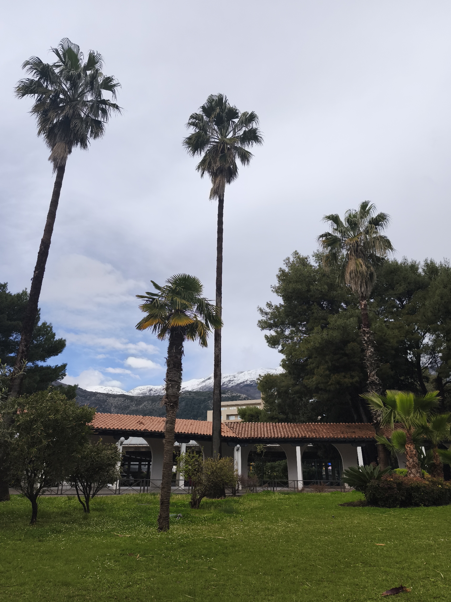 The image displays a park-like scene in Budva, Montenegro, under a partly cloudy sky with visible patches of blue. The foreground consists of a vibrant green lawn dotted with numerous small white flowers. In the midground, several palm trees of various heights and species stand alongside other evergreen trees and smaller shrubs, including apparent citrus trees. A prominent architectural feature is a long, low-rise building with a distinct terracotta tile roof. This building incorporates a series of white arched openings, forming an arcade supported by white pillars, with a dark railing extending along its front. Through some arches, interior elements or reflections are discernible. In the background, behind the vegetation and structures, snow-capped mountains are visible under the cloud cover. Faint outlines of other multi-story buildings can be observed behind the arcaded structure and trees. No individuals or specific activities are depicted.