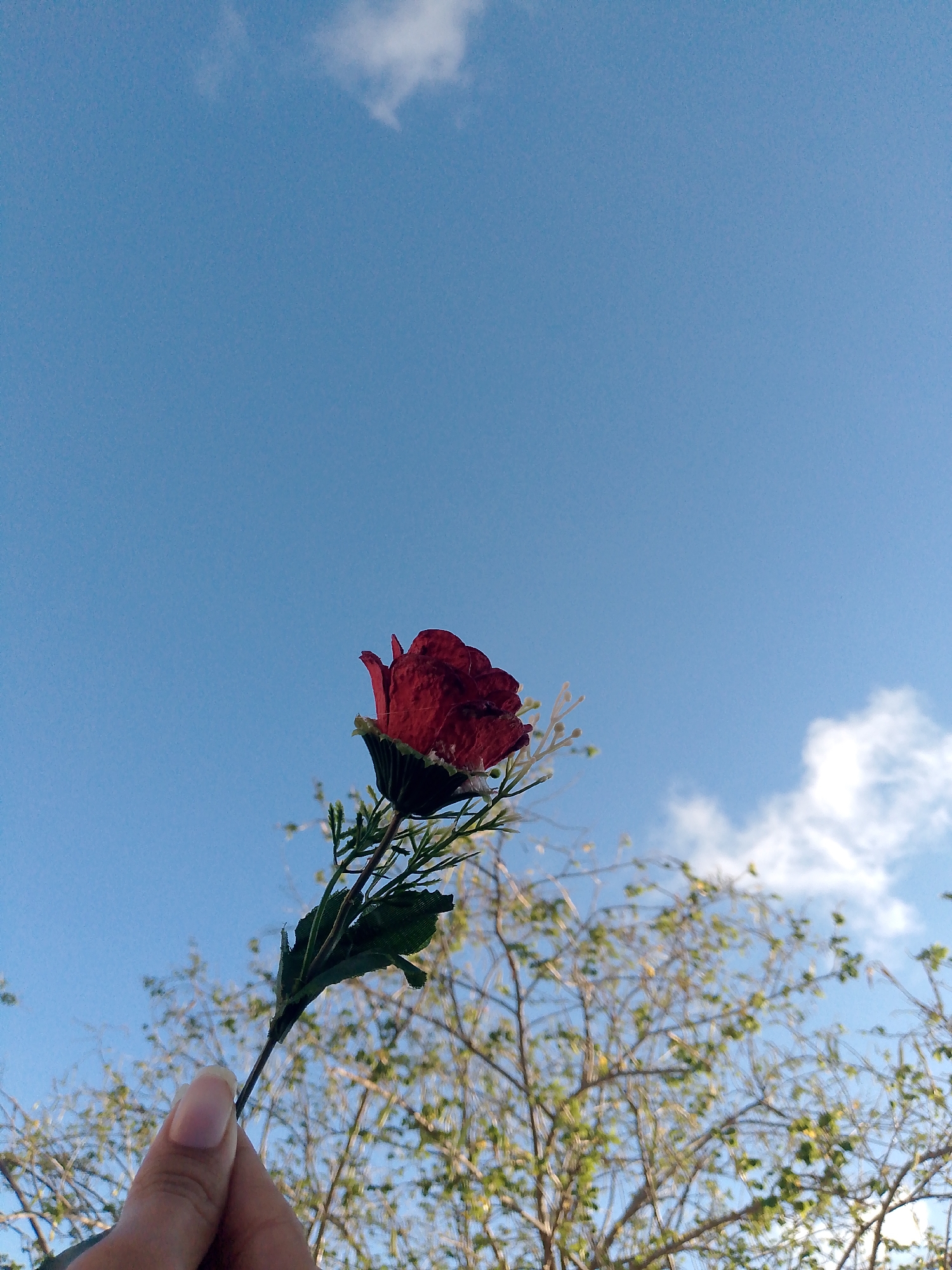 The image presents an upward-facing shot against a bright, clear blue sky with a few wispy white clouds. In the lower left quadrant, a person's hand is visible, holding a single red artificial rose. The rose features green leaves and small white decorative flower-like elements, contrasting vividly with the expansive blue backdrop. The hand, with natural-toned nails, holds the stem of the rose, positioning it prominently in the foreground. In the mid-ground and background, out-of-focus tree branches with sparse green foliage are visible, suggesting an outdoor setting under natural light. The lighting is bright, indicating daytime. The scene is simple and focuses on the interplay of the artificial flower, the hand, and the natural sky. No specific activity or event is taking place beyond holding the flower. The location is Juan Griego, Venezuela.