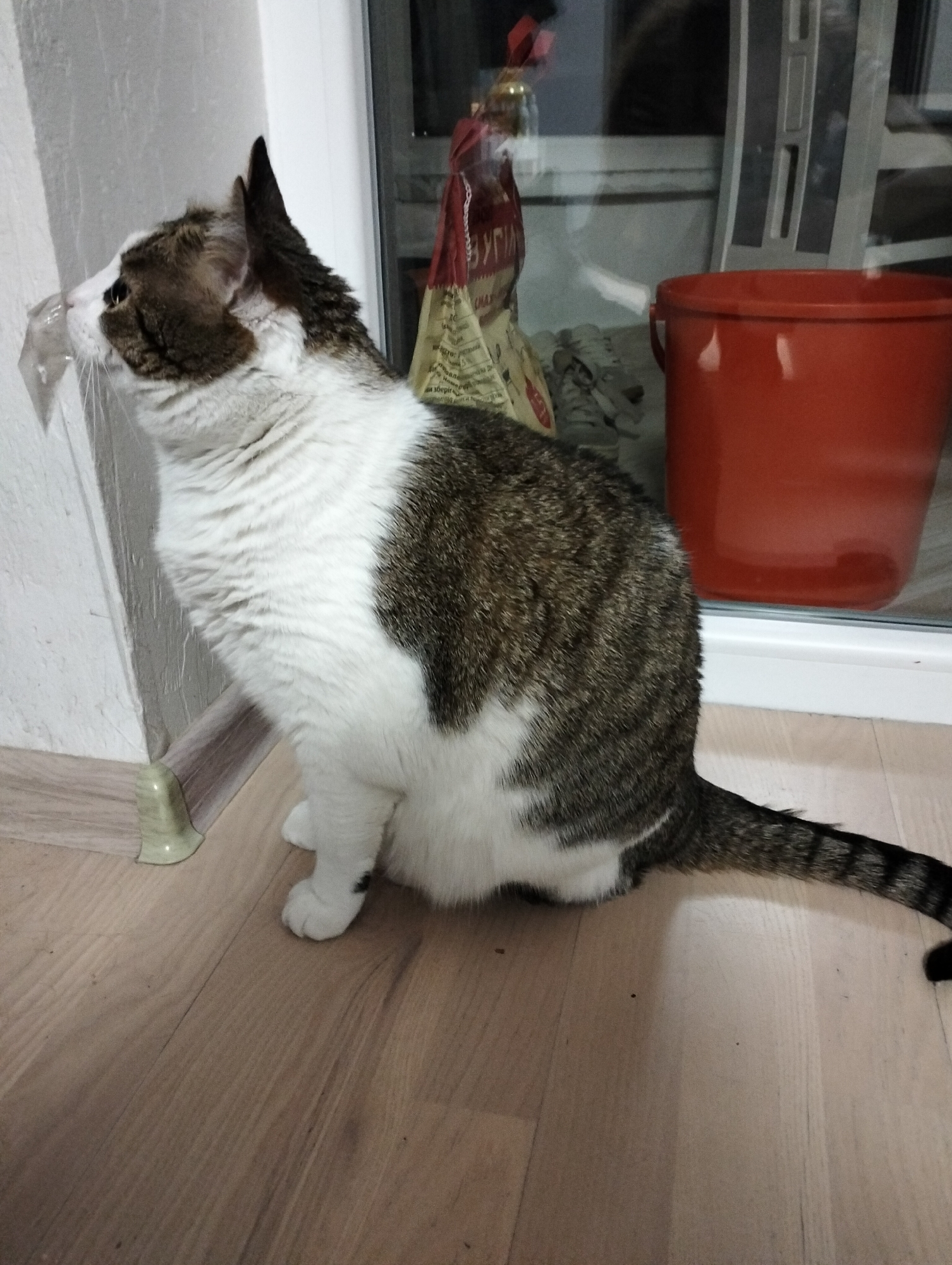 A domestic cat with white and tabby fur sits on a wooden floor next to a white wall and a window. The cat appears to be licking or interacting with a plastic object attached to the wall. In the background, visible through the window, are a red bucket and a bag of cat food. The location of the image is in the city of Krykhivtsi, Ukraine.