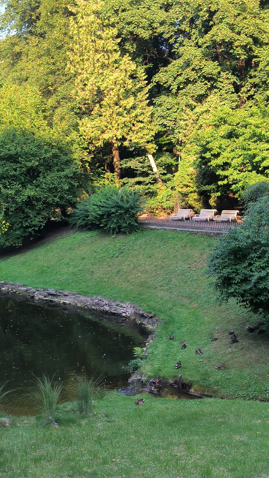 The image depicts a tranquil park scene with a pond in the foreground. The pond's edge is lined with stones and surrounded by lush green grass. Several ducks are scattered on the grassy bank near the water. Beyond the grassy slope, a wooden walkway with several empty benches runs parallel to a metal fence. The background is dominated by a dense canopy of trees, bathed in the warm light of the sun, creating a dappled effect. The overall impression is one of a peaceful, natural setting within an urban environment. This scene is consistent with the aesthetic of Lviv's parks, which often feature a blend of manicured greenery, water features, and recreational amenities.