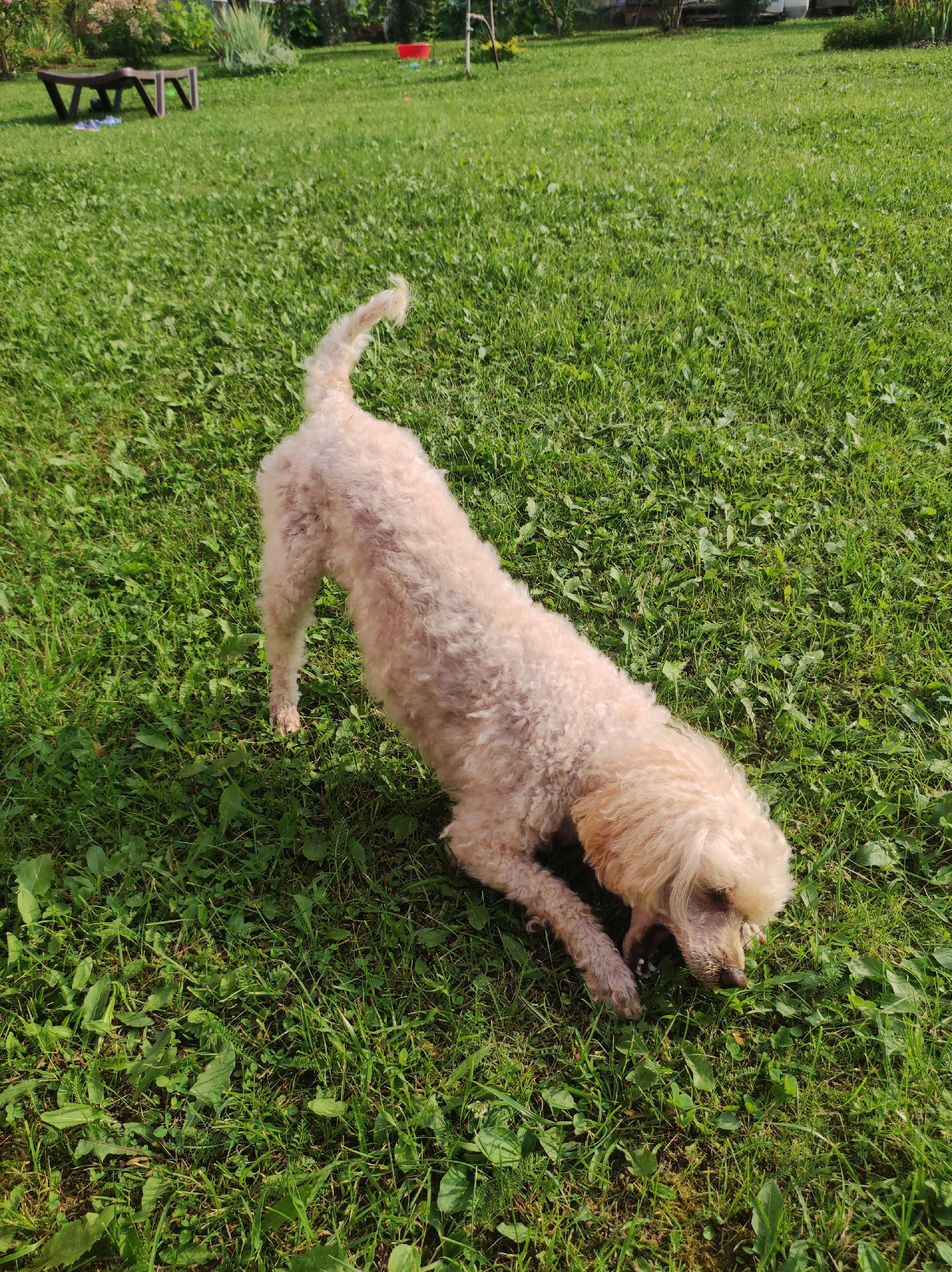 A light-colored poodle stands on a grassy lawn in a yard. The dog is leaning down to sniff the ground. The yard appears to be part of a residential area in the city of Fokino, Russia, with greenery and some outdoor furniture visible in the background. The lighting suggests it is a sunny day.