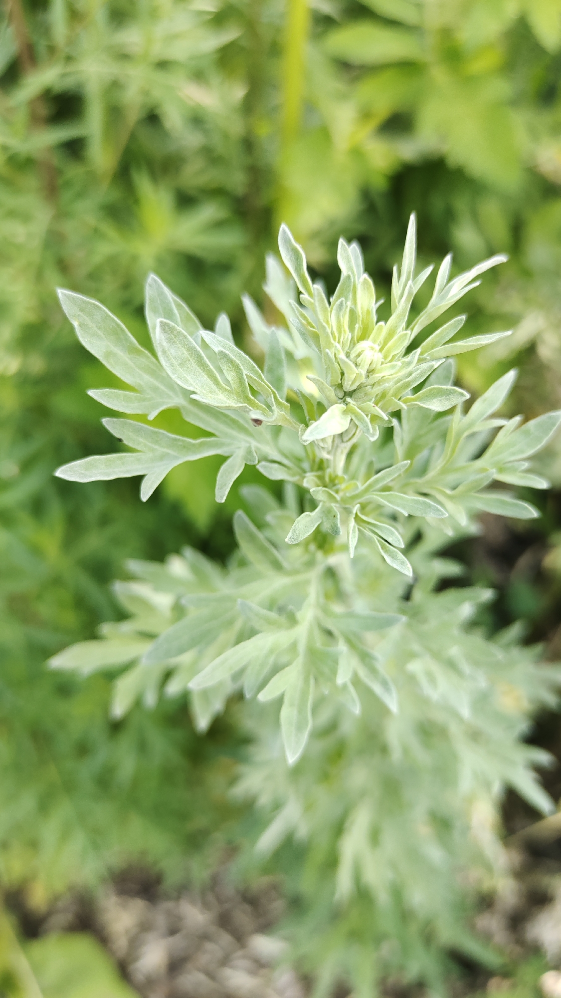 A close-up, high-angle shot captures a pale green plant with feathery leaves. The plant is in focus, with its delicate, almost fuzzy foliage filling the majority of the frame. The leaves are deeply lobed and arranged in an upward-reaching pattern. The background is a soft blur of green, suggesting other foliage or plants surrounding the main subject. The lighting is even and natural, highlighting the subtle textures and colors of the plant. The scene appears to be outdoors, in what could be a garden or natural setting, with no man-made structures or objects immediately visible. The soil or ground beneath the plant is also out of focus, appearing as dark, textured shapes.