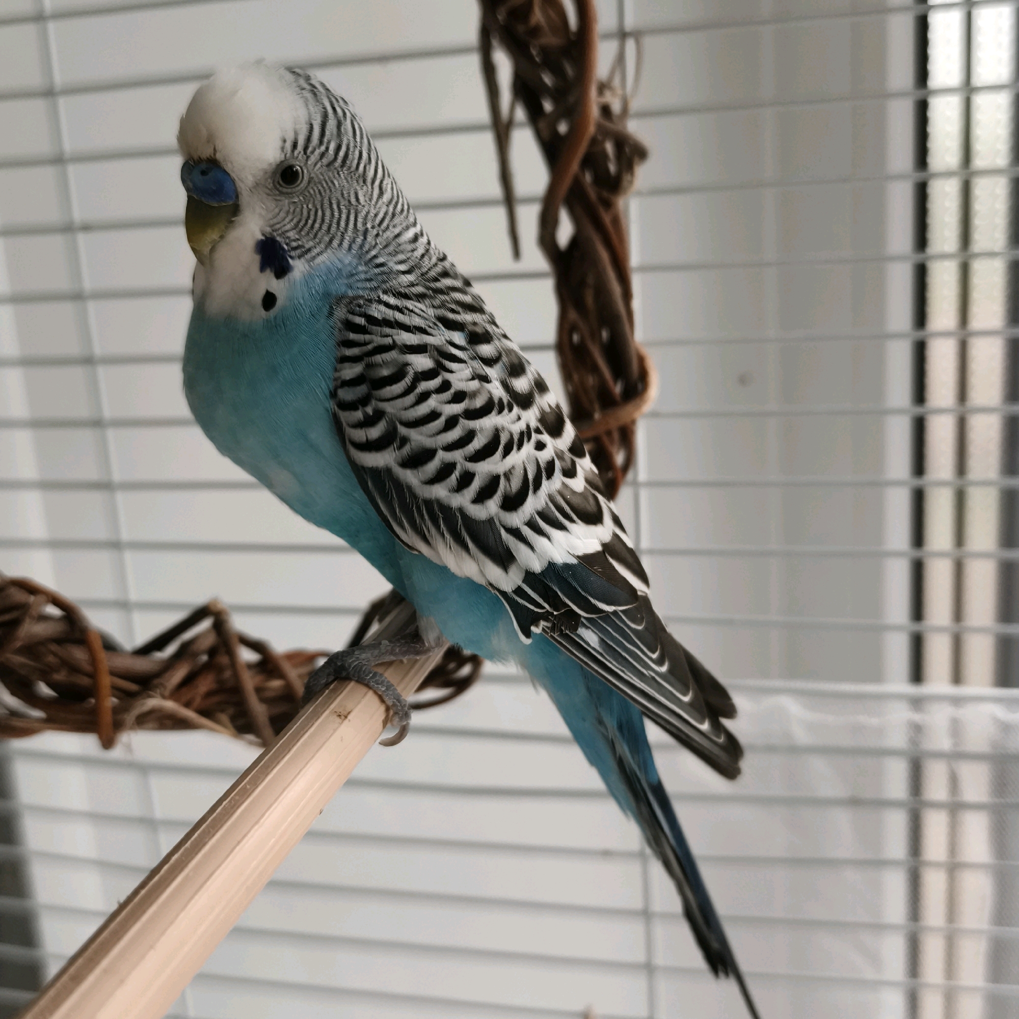 A budgerigar bird is perched on a wooden dowel in a cage. The bird is predominantly bright blue and white, with black and grey markings on its wings and head. It has a small, dark eye and a yellow beak with a blue cere. The background of the image consists of the white bars of the cage and a blurred brown, twisted vine perch. There are no people or any indications of the city of Chaikovsky, Russia in this image.