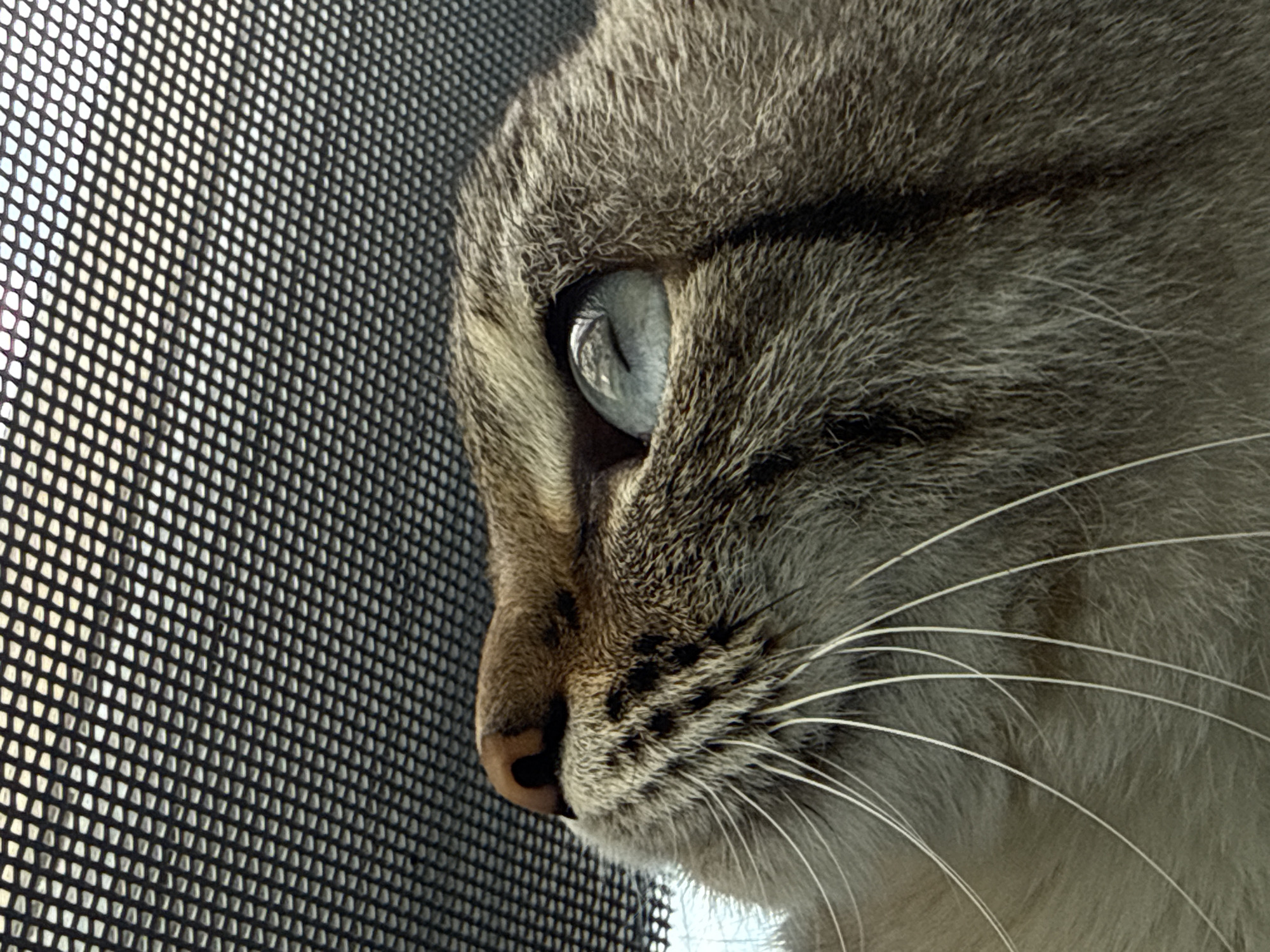 The image is a close-up, horizontal shot of a cat's face, looking to the left. The cat has grey fur with darker tabby markings around its eye and nose. Its left eye is open and appears to be a pale blue color, reflecting the light. The cat's nose is a light brown color. The cat is positioned in front of a dark, mesh-like material, which covers the entire left side of the frame. This material appears to be a window screen. The background behind the mesh is out of focus and appears to be a bright, possibly sky-like color. The scene is captured at an eye-level perspective with a shallow depth of field, focusing sharply on the cat's eye and muzzle. There are no people or other animals visible in the image. The setting appears to be indoors, near a window. It is not possible to determine the specific location in Ufa, Russia from the provided image.