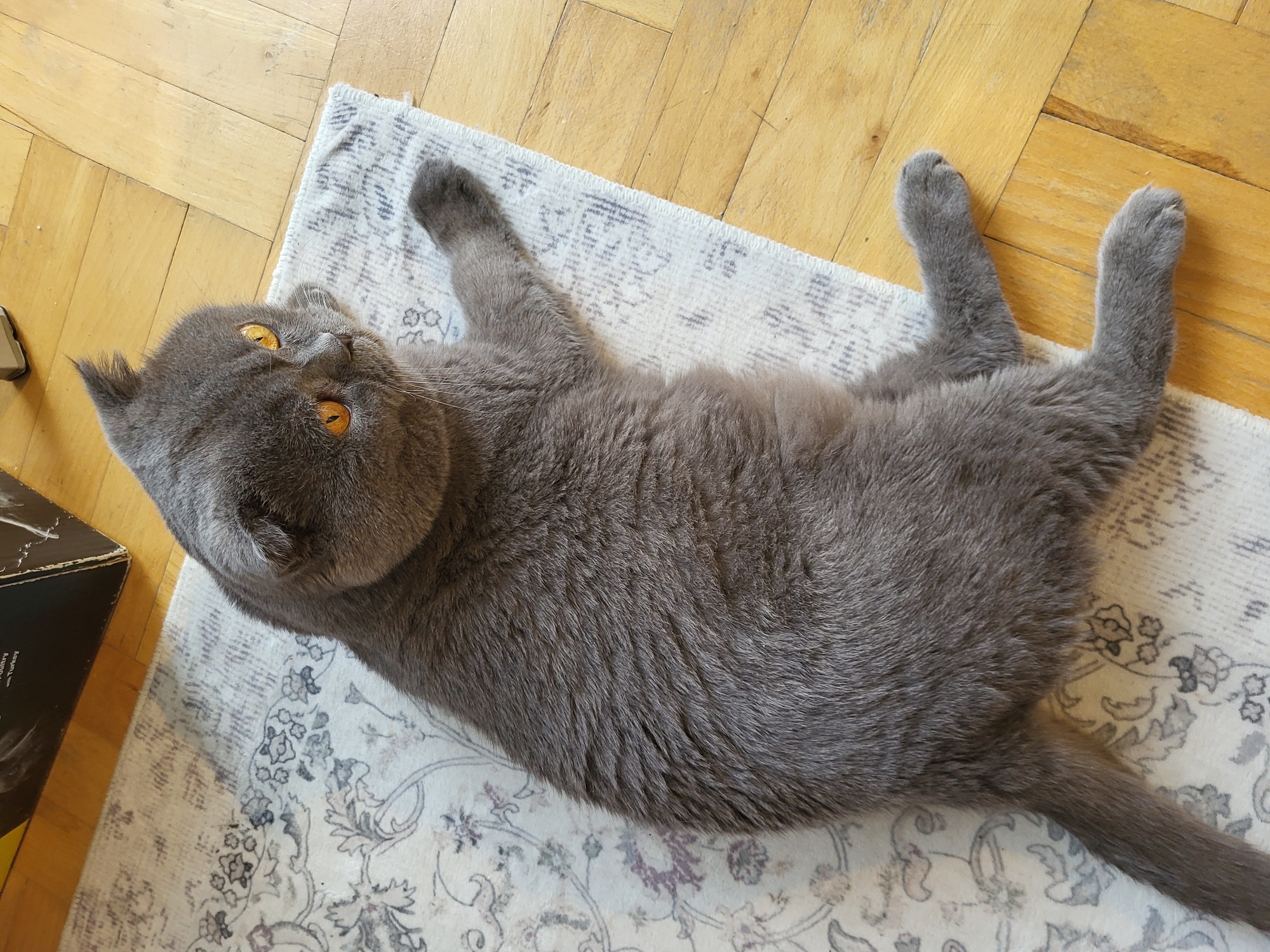 An adult, grey Scottish Fold cat with bright orange eyes is lying on its side on a patterned rug placed on a wooden floor. The cat's head is turned to the left, and its front paws are extended forward, while its hind legs are bent. The cat's fur is short and dense, and its ears are folded forward. A portion of a black box is visible in the upper left corner of the image. The lighting is natural, coming from above and to the right, casting soft shadows. The scene appears to be indoors, in a domestic setting.