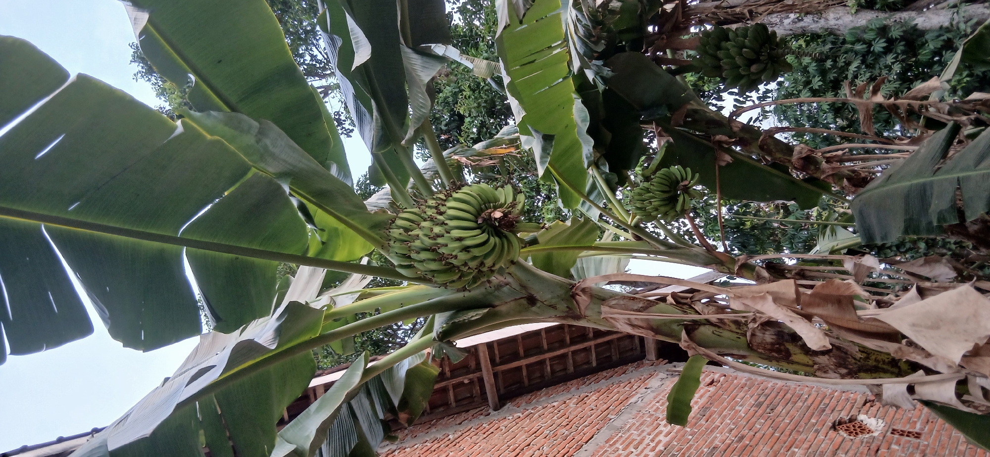 In Sekarputih, Indonesia, a close-up, low-angle shot captures a banana tree with ripening green bananas hanging from it. The tree's large, broad leaves dominate the frame, with some leaves obscuring the sky. To the left of the tree, a brick wall of a building is visible, partially covered by a wooden roof structure. The background consists of more trees and foliage. The overall scene suggests an outdoor, possibly rural, setting.