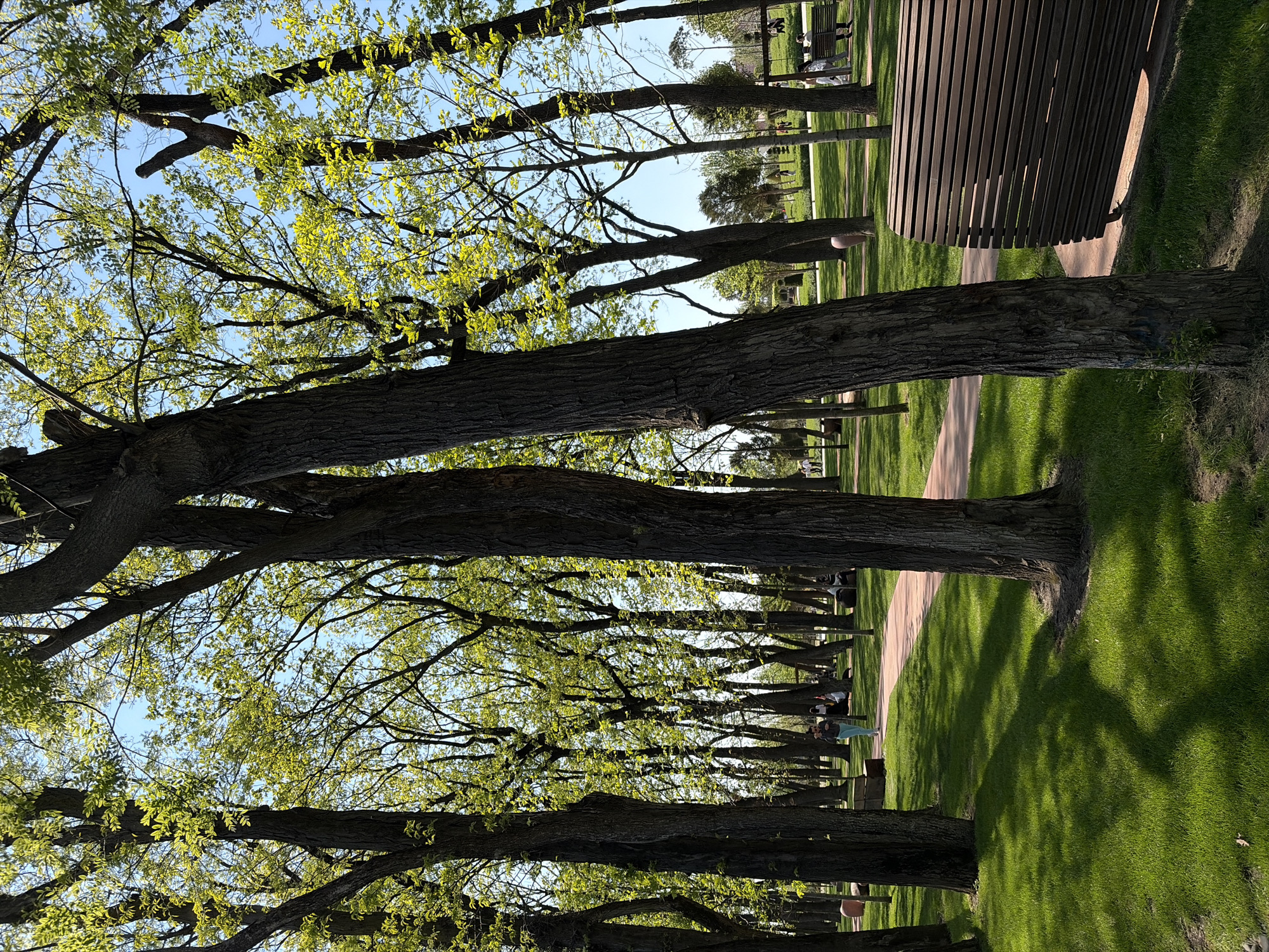 The image depicts a park in the city of Krasnodar, Russia. A line of mature trees, casting shadows, run along the side of a walking path. The trunks of the trees are prominent in the foreground. The new leaves on the trees filter the sunlight. In the background, there are benches and people. A modern, semicircular wooden bench is visible on the right side of the image. The path is adjacent to a grassy area.