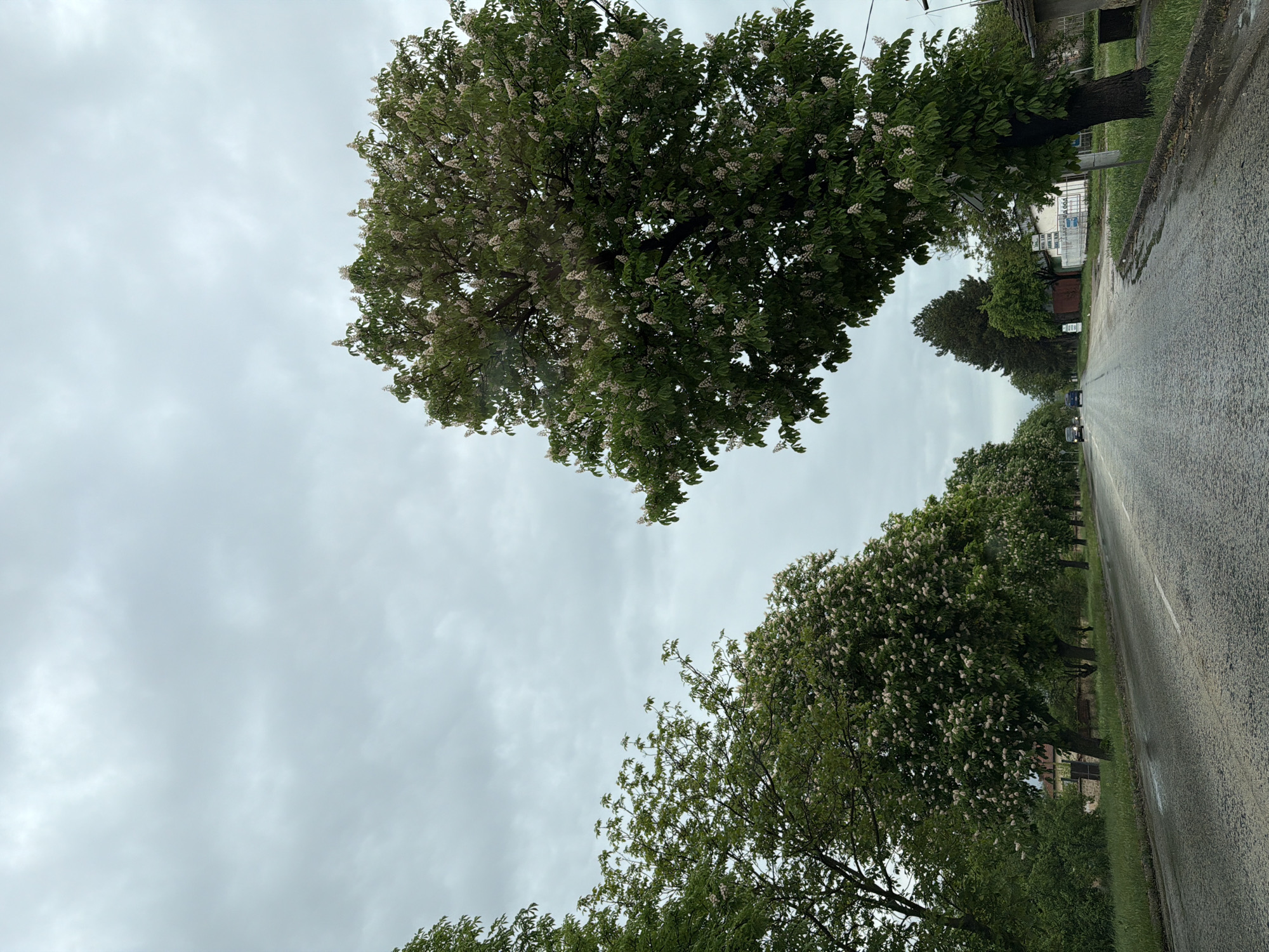 The image depicts a street scene in Obnova, Bulgaria. A wet asphalt road stretches into the distance, lined on both sides by trees, primarily chestnut trees in bloom with white flowers. The sky is overcast with grey clouds. Some buildings are visible in the background. There are some vehicles on the road.