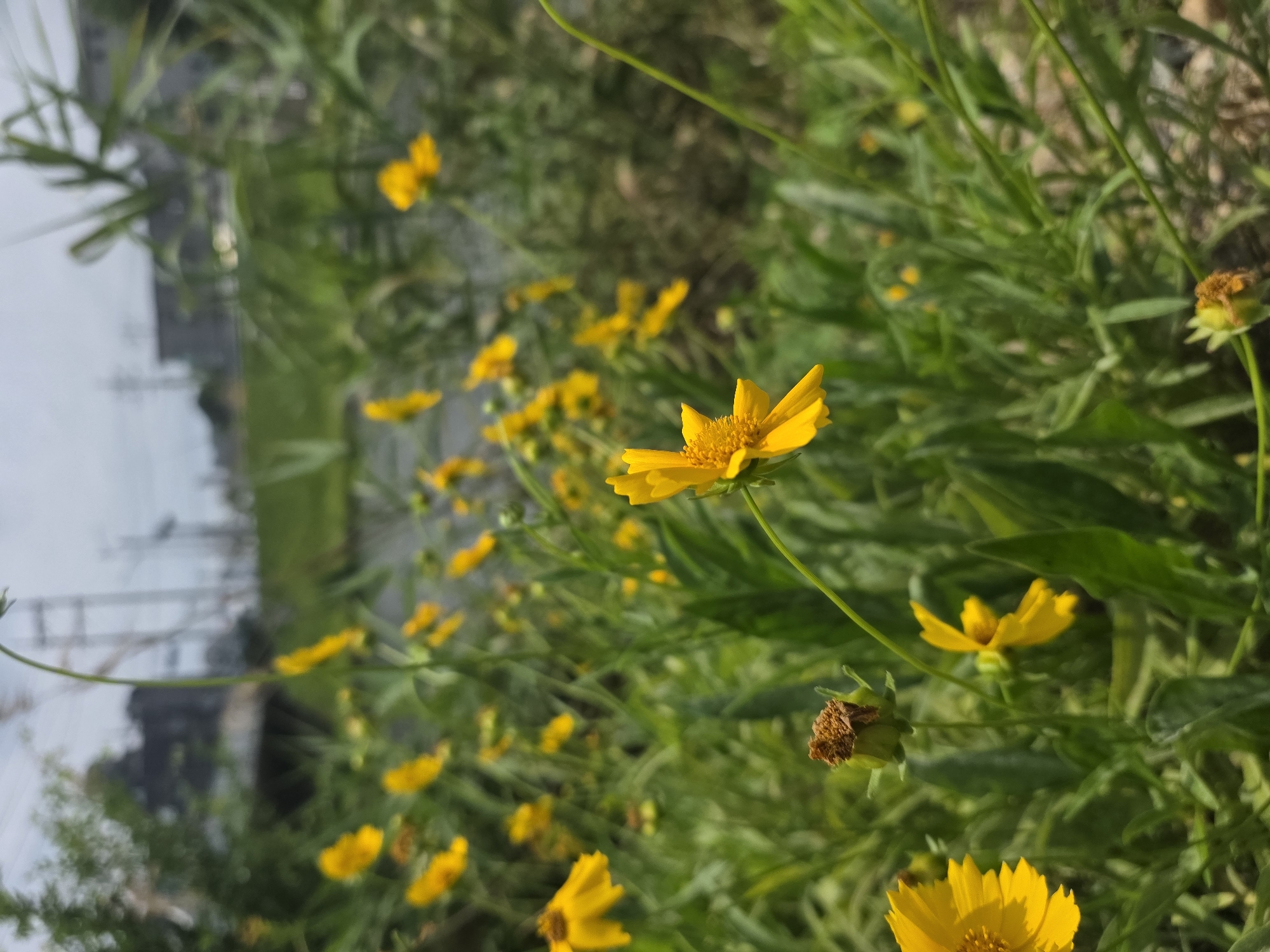 A close-up, eye-level shot captures a field of small, yellow wildflowers with green stems and leaves in Anseong-si, South Korea. The foreground is dominated by a single, in-focus yellow flower with visible petals and a textured center. Behind this, a cluster of more yellow flowers are blurred by the shallow depth of field, with some appearing as small yellow dots. The background shows a soft, out-of-focus landscape with green foliage, hints of a body of water, and structures suggestive of a semi-urban or rural setting with utility poles. The sky is overcast with a light gray hue.