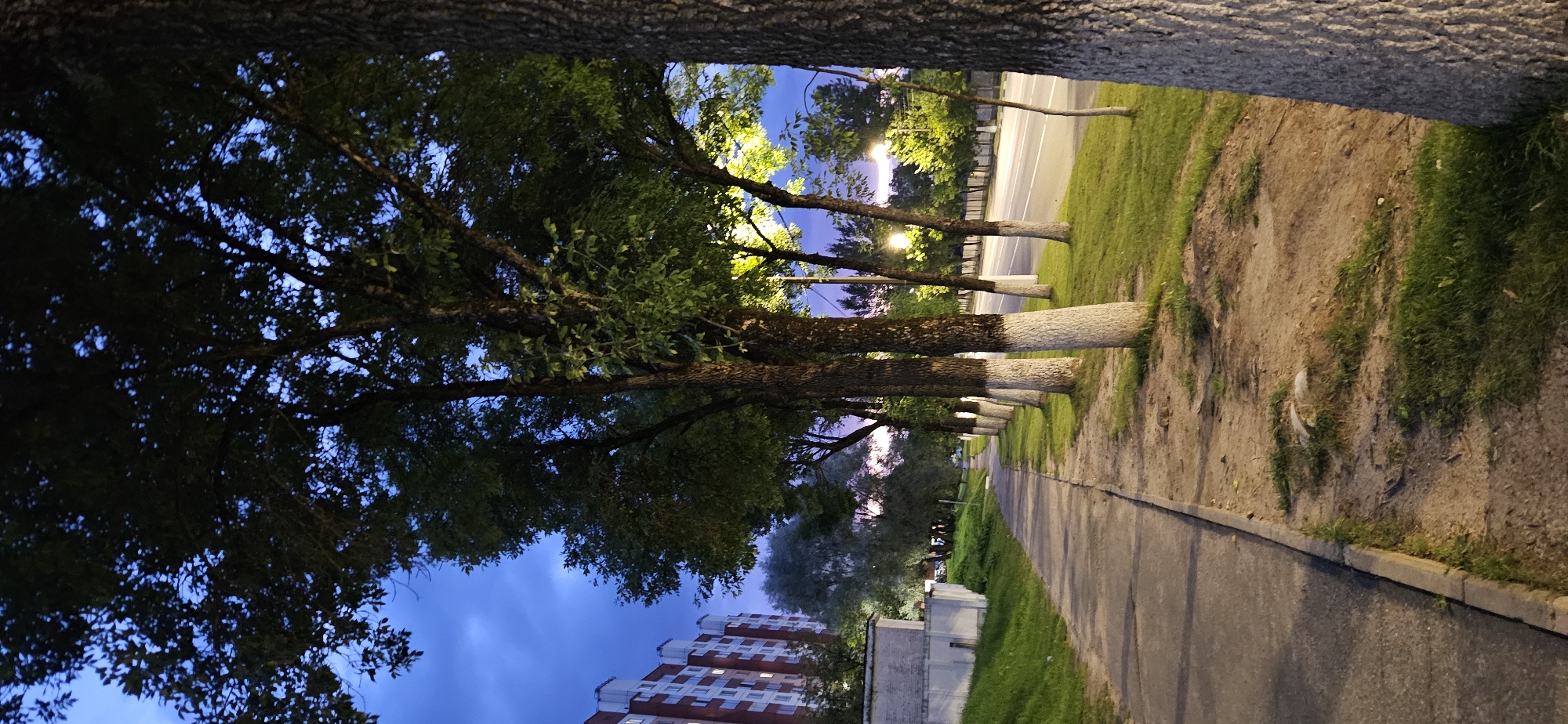 A vertical, low-angle outdoor shot captures a sidewalk on the left, a line of trees, and a street on the right. The sidewalk is made of concrete and is bordered by a grassy area and a dirt patch with sparse vegetation. The trees are tall with rough bark, some of which have been painted white around their bases. They are densely leaved, with sunlight filtering through them from streetlights. The street is paved and empty, bordered by a grassy verge. In the background, a multi-story brick building with white trim and numerous windows is visible to the left. The sky is a deep blue with hints of purple and pink from an evening sunset. The scene appears to be a residential area in the city of Vitebsk, Belarus, likely in the evening.