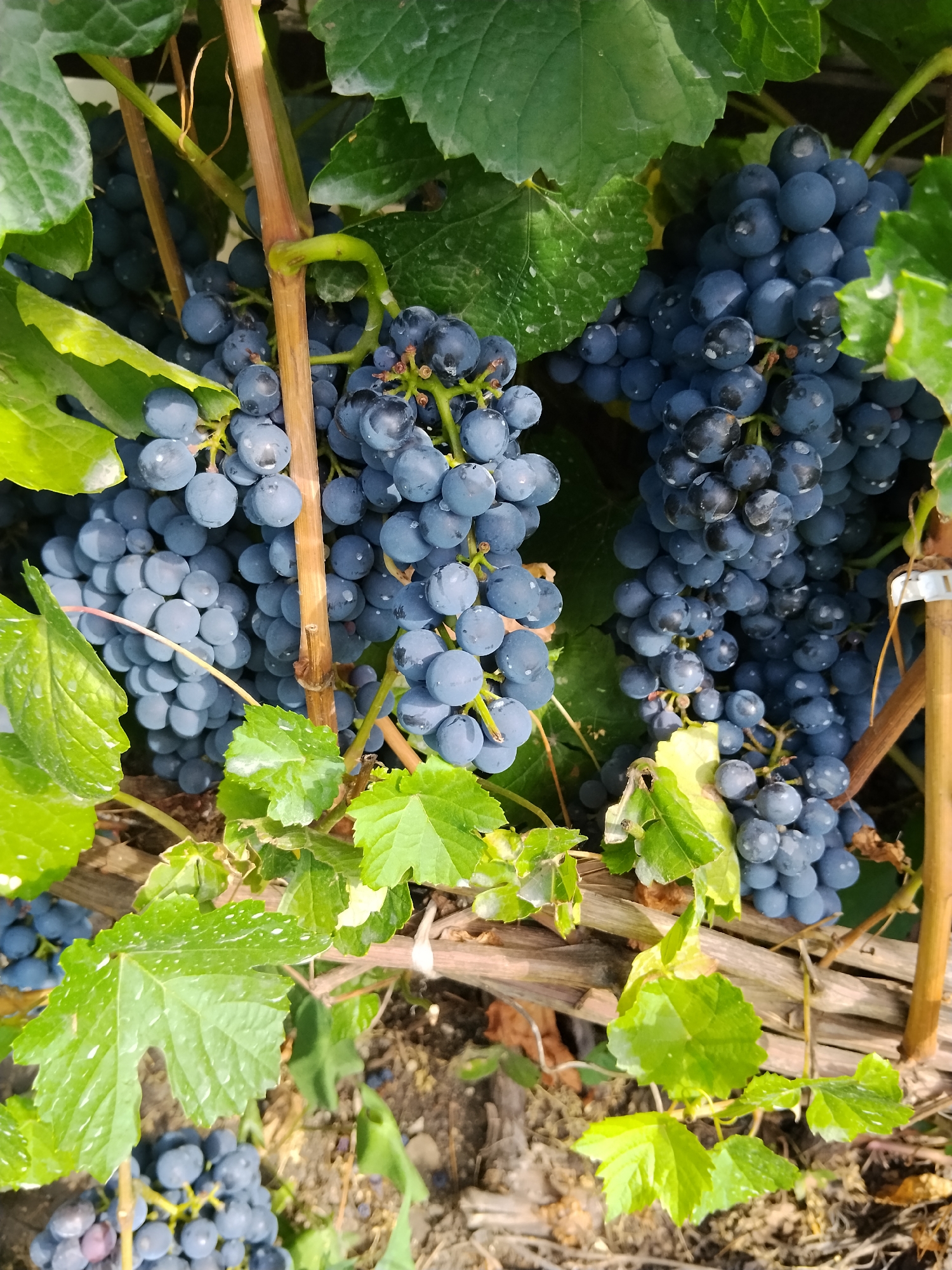 A close-up shot captures several clusters of dark blue grapes hanging from a vine. The grapes are plump and appear to have a slight sheen, possibly from dew or recent rain. Lush green leaves surround the fruit, some of which are tinged with yellow, indicating a possible late harvest season. The vine itself is supported by wooden stakes, showing signs of age and weathering. The background consists of dry soil and more grapevines, suggesting a vineyard setting. No people are visible in the image. The scene is set in a vineyard, likely in Kokshetau, Kazakhstan, during a daytime with natural lighting.