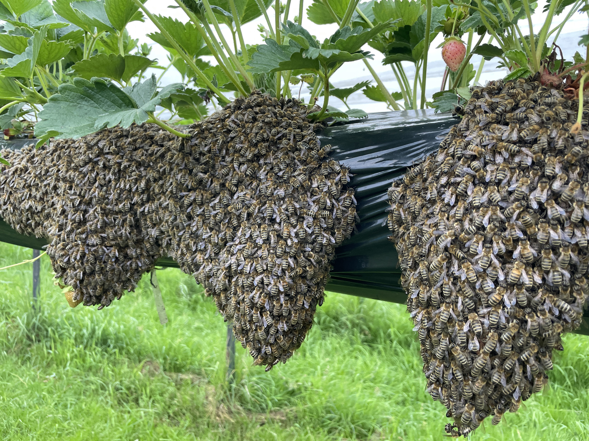 A close-up, eye-level shot shows a dense cluster of honeybees clinging to a dark green surface, possibly a hydroponic growing system, under strawberry plants. The bees are packed together, forming a thick, comma-shaped mass that hangs downwards. Their bodies are striped with brown and yellow, and their wings are visible as a translucent layer. In the background, lush green grass fills the lower half of the frame, while the upper portion features the vibrant green leaves of strawberry plants and a single ripe strawberry visible on the vine. The lighting suggests an overcast day.