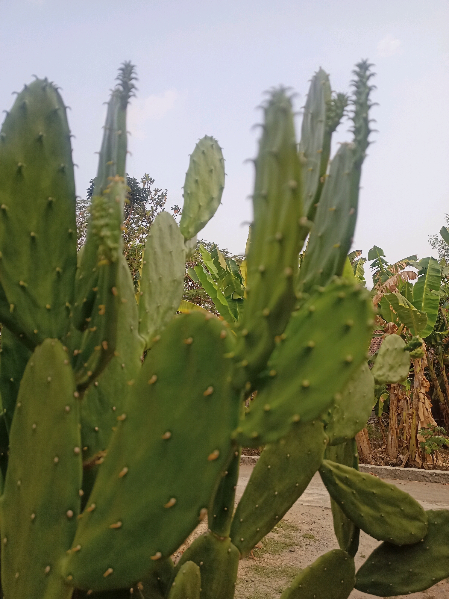 The image is a close-up shot of a prickly pear cactus with tall, flattened green pads. The pads are covered in small yellow spines. In the background, banana trees are visible, with some dry, brown leaves and trunks. The ground is covered with sand and some sparse grass. The sky is overcast. The scene appears to be outdoors in a tropical or subtropical environment. The location is stated to be Karangtalun, Indonesia. There are no people or animals in the image. The image is taken from a low angle, looking up at the cactus.