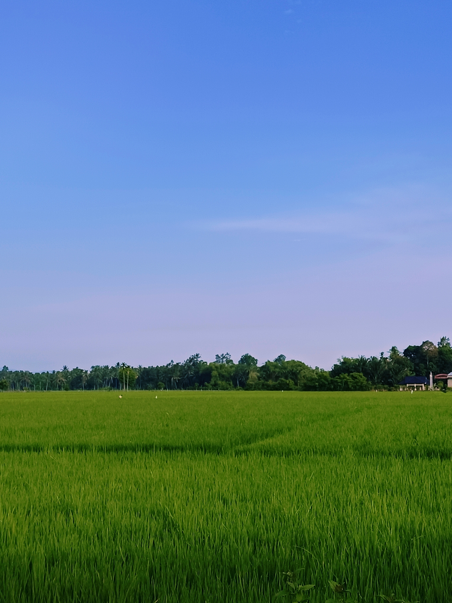 The image shows a wide, lush green rice paddy field under a clear blue sky. In the distance, a line of dense green trees forms the horizon, with a few buildings peeking through the foliage on the right side. The sky transitions from a deep blue at the top to a lighter, almost lavender hue near the horizon. The field itself is vibrant and appears to be freshly cultivated. There are no visible people or animals in the immediate foreground or mid-ground, though a few small white specks that could be birds are scattered in the rice field. The overall scene depicts a tranquil rural landscape in Teungoh Baro, Indonesia.
