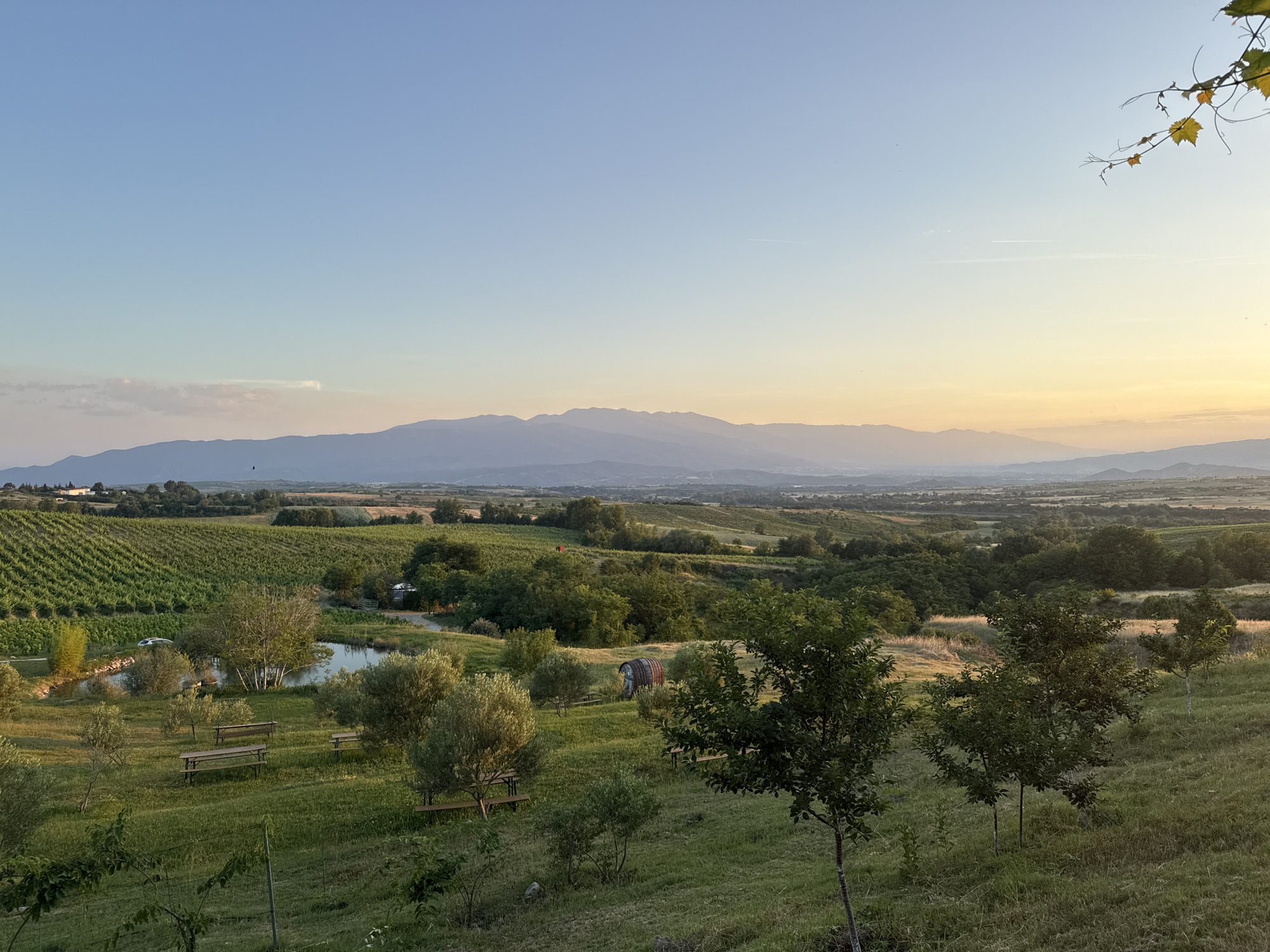 This detailed image depicts a sweeping rural landscape at either sunrise or sunset, characterized by a clear sky transitioning from light blue overhead to warm yellow and orange hues near the horizon. A prominent mountain range, rendered in various shades of muted blue and grey due to atmospheric perspective, spans the middle ground.
In the left mid-ground, a meticulously cultivated vineyard with parallel rows of vibrant green grapevines extends across the terrain. Adjacent to the vineyard, a small, irregularly shaped pond with still water reflects the ambient light, surrounded by a cluster of deciduous trees and bushes. Several rustic wooden picnic benches are positioned on the grassy slopes surrounding the pond. Further on the right mid-ground, a distinctive, rusted, barrel-shaped structure rests on a grassy knoll. The foreground is dominated by a gently sloping grassy area, sparsely populated with young olive trees and other small trees. A single vine branch with several yellowish-green leaves extends into the frame from the upper right corner. In the distant landscape, subtle indications of human activity include scattered small buildings or agricultural structures. A faint airplane contrail is visible in the upper sky, and a small dark speck, possibly a bird, is present near the distant mountains on the left. No human figures are present in the scene. The location is Harsovo, Bulgaria.