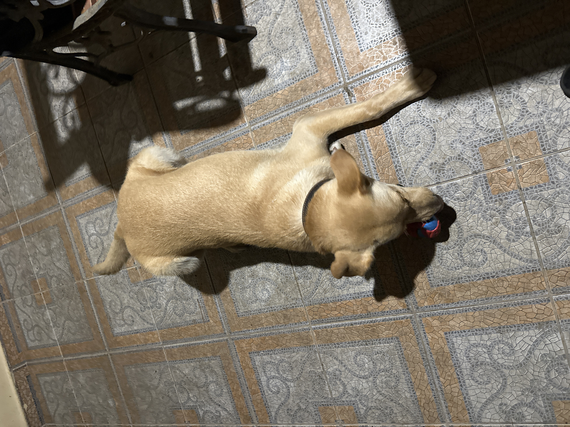 A light brown dog lies on a patterned tiled floor, its head lowered to a small, multicolored ball. The dog has a black collar around its neck. The floor is tiled with square tiles, each with a tan border and a gray and blue patterned interior. Shadows are cast on the floor from what appears to be furniture to the right of the frame. The scene is indoors.