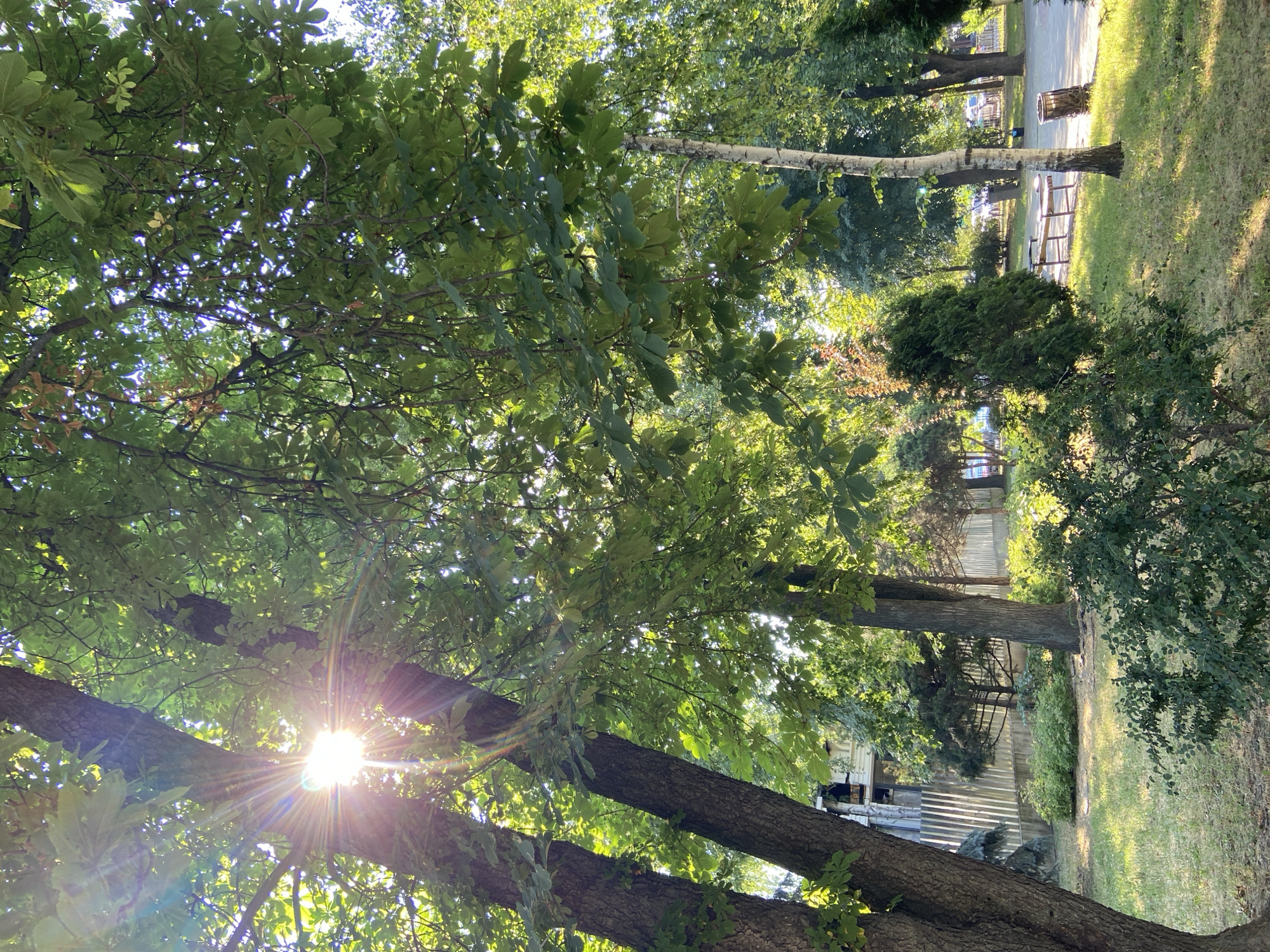 The image captures a sun-drenched park in Poltava, Ukraine, bathed in the golden light of late afternoon or early morning. Two large trees dominate the foreground, their thick trunks and lush green leaves creating a dappled canopy. Sunlight streams through the foliage, casting bright rays and lens flares, highlighting the vibrant greenery and the texture of the tree bark.
In the mid-ground, a paved pathway winds through the park, bordered by a neatly trimmed row of evergreen shrubs and a conical evergreen tree. A wooden park bench with a weathered finish sits adjacent to the path, inviting rest. Further back, a trash receptacle with a metallic, possibly wooden, exterior stands near the bench. A chain-link fence, partially obscured by vegetation, runs along the edge of the park, separating it from what appears to be a building or residential area. In the distance, other trees and the indistinct shapes of vehicles suggest the park is situated near a road or parking area. The overall impression is one of a tranquil, well-maintained urban green space.