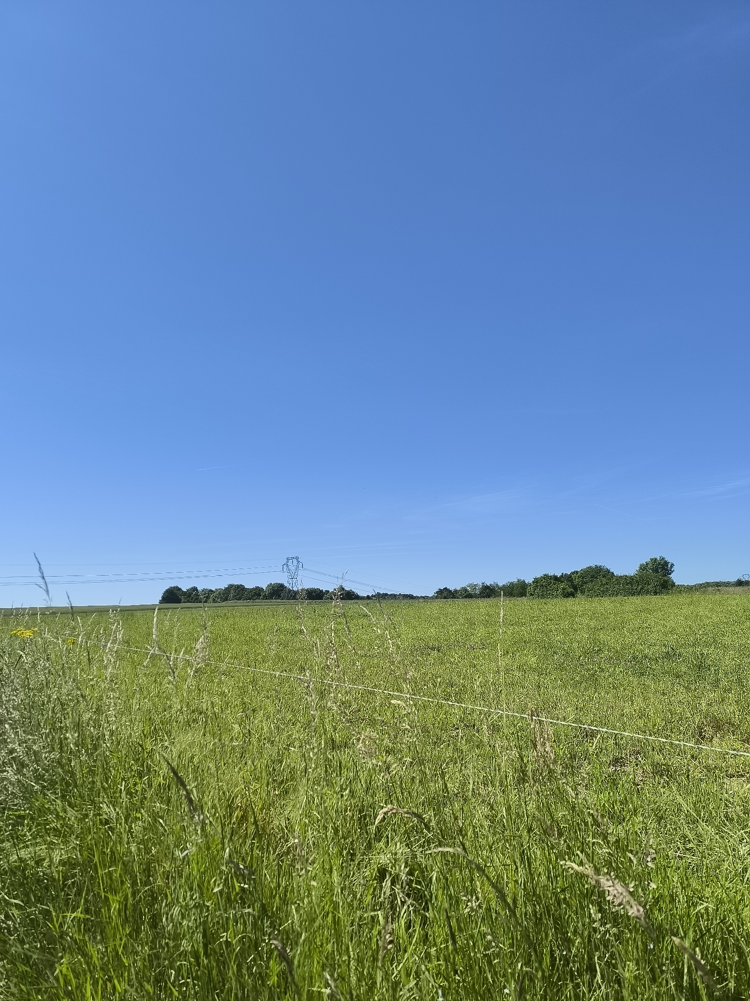 The image depicts a rural landscape in Chaponnay, France. The foreground features tall green grass, suggesting a field or meadow. A wire fence runs horizontally through the lower part of the frame. In the distance, a line of trees is visible along the horizon. Further back is an electrical transmission tower, with power lines stretching across the scene. The sky is clear and blue. No people are visible in the image.