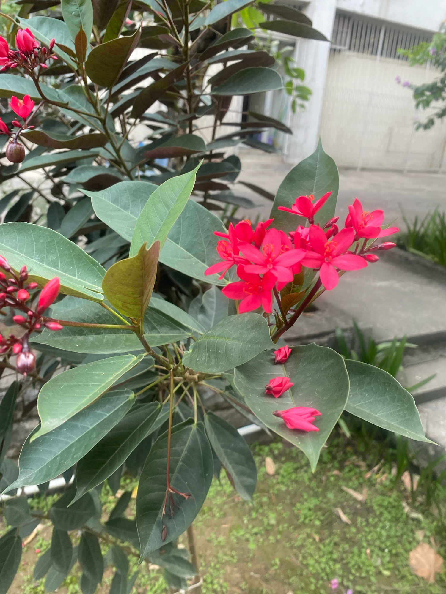 The image shows a close-up of a flowering plant with vibrant red blossoms and dark green leaves. The plant appears to be growing outdoors, with a building and a paved walkway visible in the background. Scattered petals of the same red flowers are visible on some of the plant's leaves and on the ground below. The scene is devoid of any people or animals. The lighting suggests it is daytime. The focus is on the flora, with the background softly blurred. There is no information within the image to suggest it is located in Islamabad, Pakistan; it is a general outdoor scene.