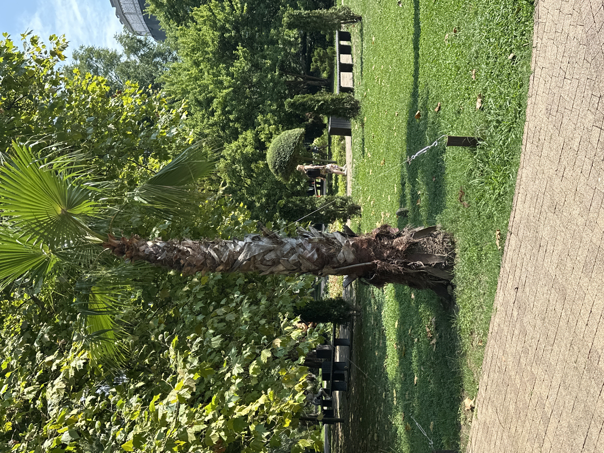 A sunlit park scene in Sochi, Russia, features a prominent palm tree with a rough, textured trunk and fan-shaped fronds in the foreground. A paved walkway made of light brown, rectangular stones runs along the bottom edge of the frame. Beyond the walkway is a lush green lawn dotted with fallen leaves. In the mid-ground, a young woman with blonde hair, wearing a dark top and patterned shorts, walks on a path, carrying a dark backpack. She is passing by a neatly trimmed, spherical shrub. Several dark benches and tables are visible under the shade of large, leafy green trees. In the background, more trees and foliage create a dense, natural backdrop, with a portion of a large, grey, circular structure with a textured surface partially visible at the top right, possibly part of an urban building or landmark. The sky is blue with scattered white clouds.